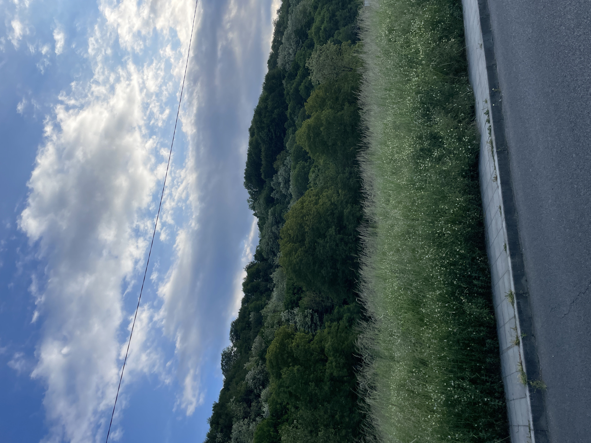 The image shows a view of the landscape in Zlatograd, Bulgaria. The sky is blue with scattered white clouds and a power line running across the top left corner. On the right side, there is a grey asphalt road. Next to the road is a strip of green grassy vegetation with small white flowers. Beyond the grass, a hill covered with lush green trees and other vegetation stretches into the distance. The trees appear to be a mix of deciduous and coniferous types. The overall impression is a natural scene next to a paved road, likely on the outskirts of the city. There are no people or animals visible.