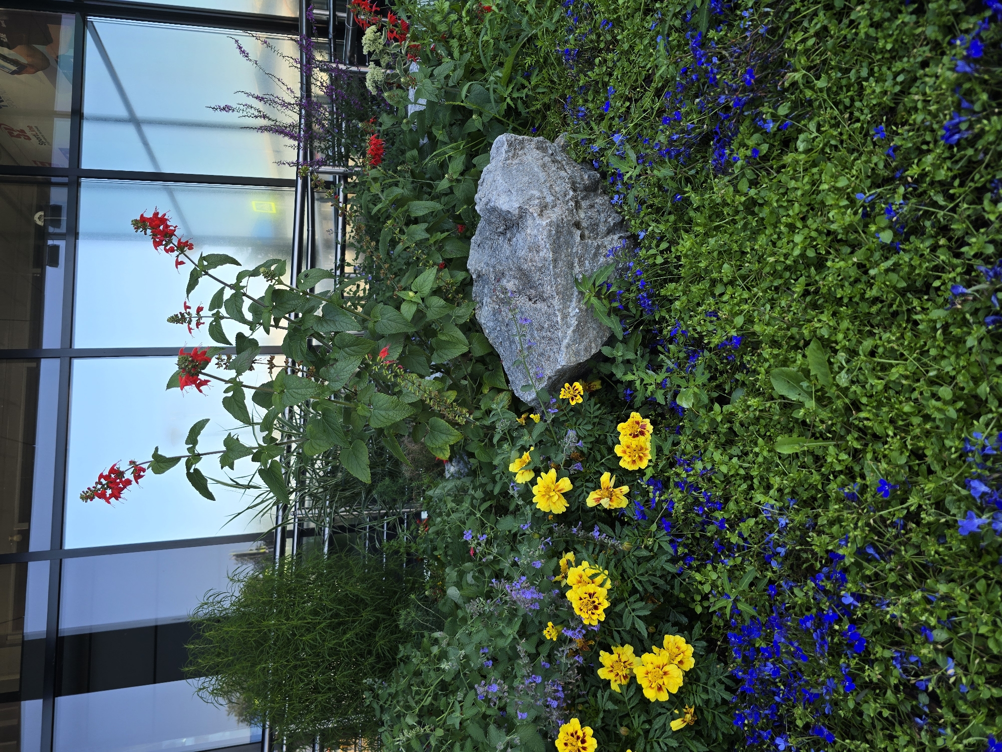 This is a medium shot, eye-level, full-frame photograph of a flower bed in front of a modern building with large reflective windows. The flower bed contains a variety of plants, including tall red flowers with green leaves, yellow marigolds with dark centers, and small blue flowers. A large grey rock is situated in the center of the flower bed, partially covered by greenery. The building's windows reflect the sky, which appears to be a pale blue, suggesting it might be early morning or late afternoon. There are no people or animals visible in the image. The environment appears to be an outdoor urban setting, likely a public space or a commercial area. The image does not provide any specific visual cues that would allow for definitive identification of the city as Krasnoyarsk, Russia.