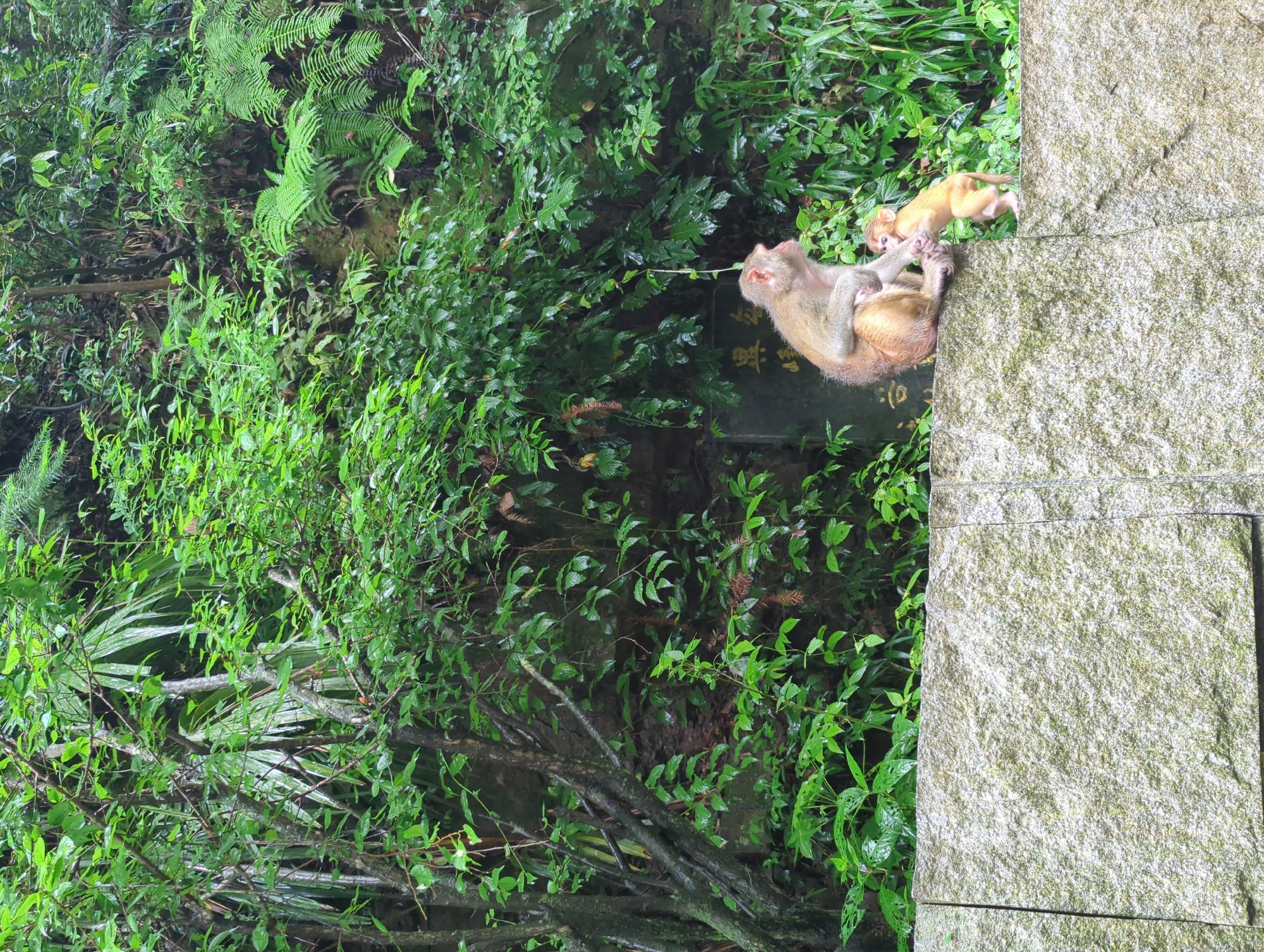 In Luoguta, China, a mother monkey sits on a stone wall, holding the hand of her young offspring. The mother, with light brown fur, faces left, looking upwards. The baby monkey, with lighter fur, stands on the wall, looking at the mother. Behind them, a dense green forest covers a rocky incline, with lush foliage and ferns. A dark stone plaque with Chinese characters is partially visible behind the mother monkey. The scene is captured in natural light, with the stone wall in the foreground and the vibrant green forest as the backdrop.