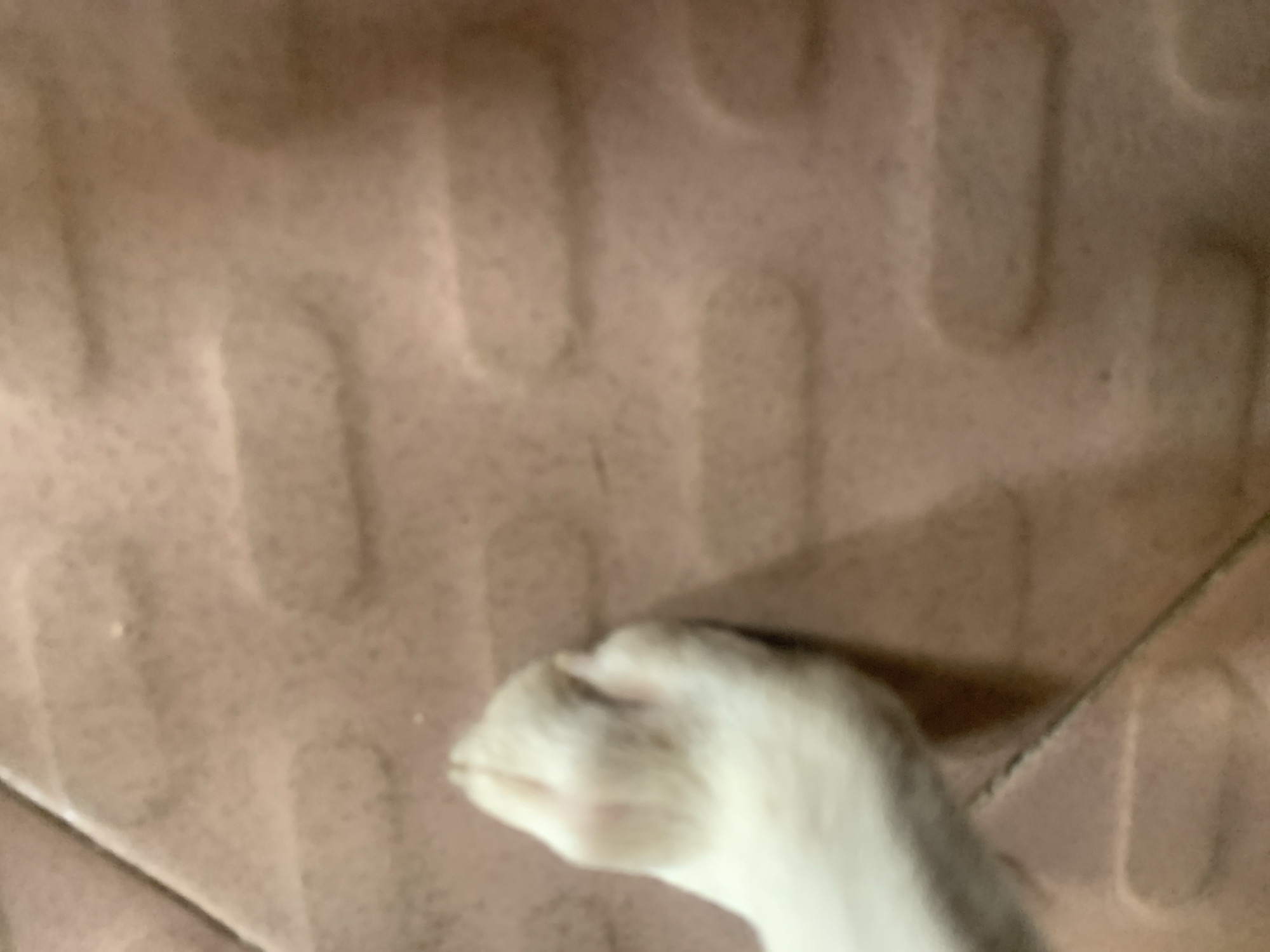 A close-up, blurry, indoor shot features a white paw and leg of an animal resting on a tan tiled surface with a raised, textured pattern. The paw is positioned in the lower left corner of the frame, with the leg extending out of view to the left. The tiles appear to be rectangular with rounded edges, arranged in a grid. The lighting is diffused, creating soft shadows. The image does not contain any information that would allow for identification of the location in the city of Jalingo, Nigeria.