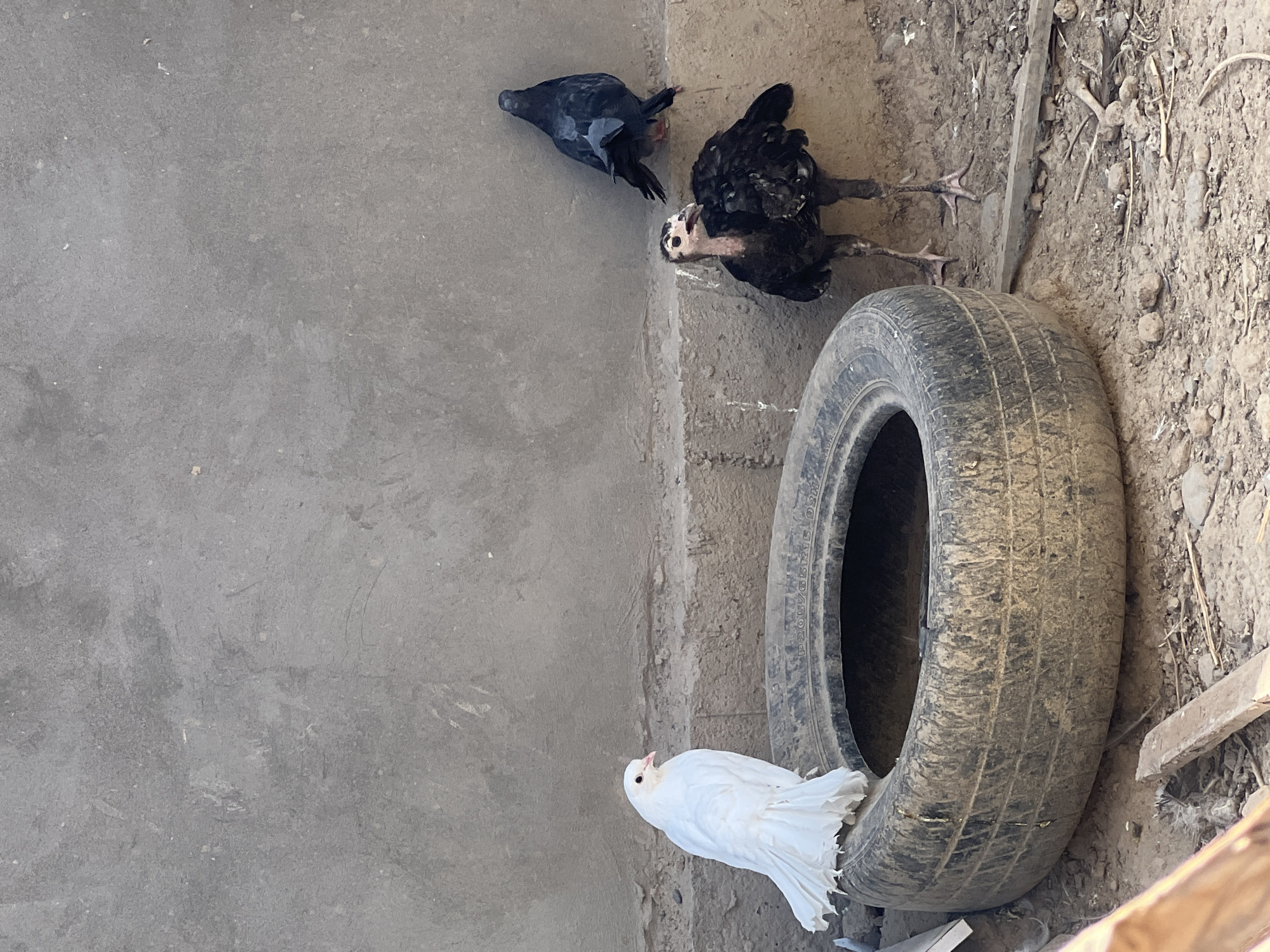 In a dusty, outdoor environment with a rough, concrete wall as the backdrop, a white dove is perched on the edge of a weathered, black tire. To the right of the tire, two dark-feathered young birds, possibly chickens or turkeys, stand on the ground. One of the young birds is facing the camera, revealing a pinkish, bare neck and head. Behind them, a dark gray pigeon is perched on a raised ledge. The ground is covered in dirt, small stones, and scattered debris, suggesting a rural or underdeveloped setting.