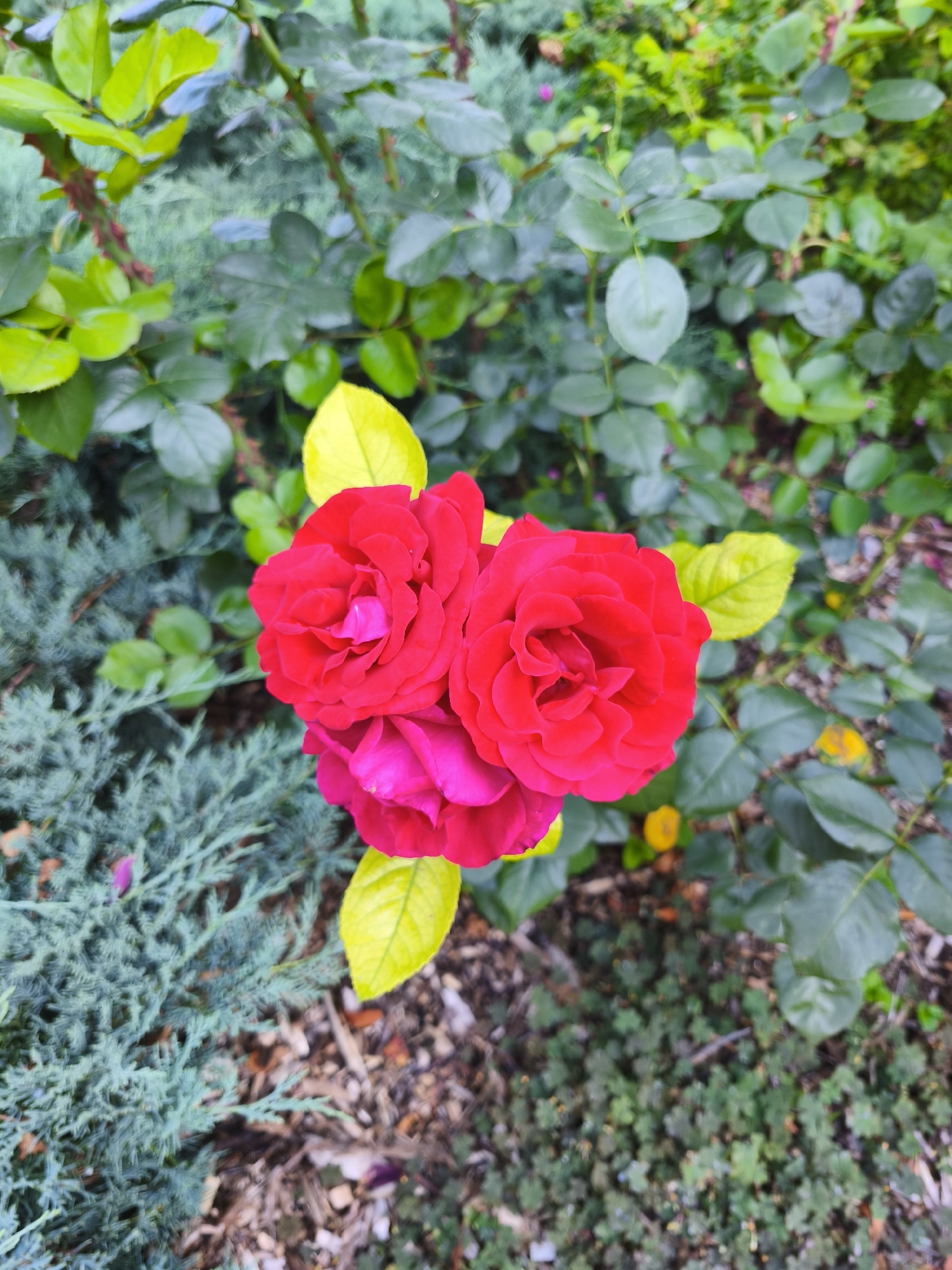 The image shows a cluster of three vibrant red roses in bloom. The roses are in the center of the frame, with their petals unfurling. Surrounding the roses are lush green leaves and some feathery, blue-green foliage. The ground beneath is covered with mulch and some small green plants. The lighting suggests it is daytime, possibly in the late morning or early afternoon, with the sun illuminating the flowers and leaves. The overall impression is of a well-maintained garden. There is no indication of the specific location within the city of Riga, Latvia.
