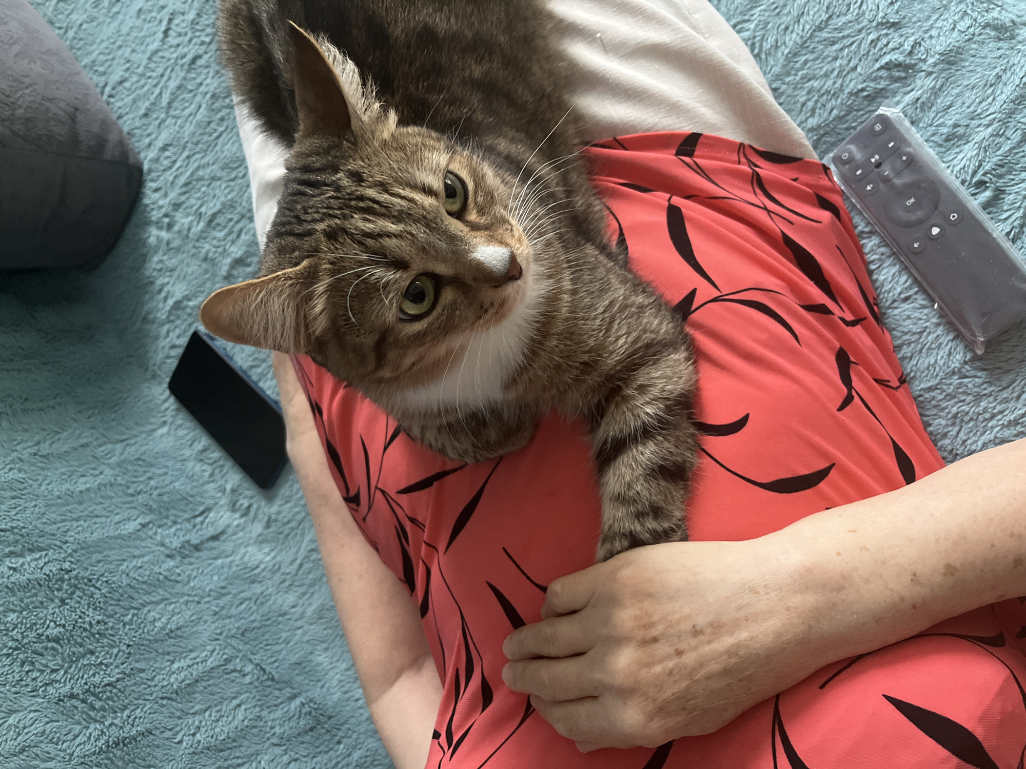 A high-angle shot shows a brown tabby cat lying on a person's lap. The cat has green eyes and a white patch on its nose. The person is wearing a red dress with black leaf-like designs. A black smartphone is on the left side of the frame and a gray remote control is on the right. The background is a textured blue surface. There is no evidence to suggest this image was taken in Izhevsk, Russia.