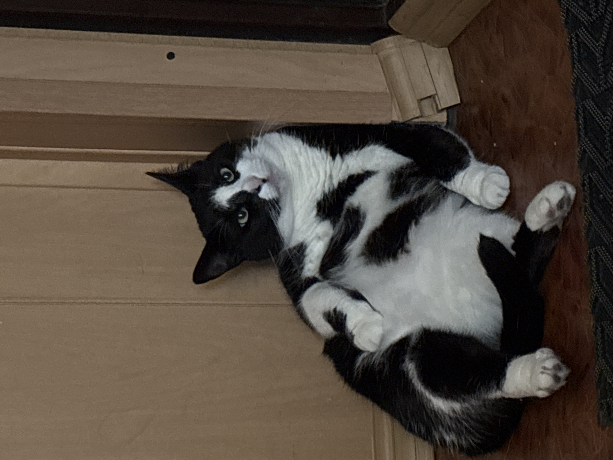 A black and white cat is sprawled on its back on a wooden floor, paws in the air, looking towards the camera with wide, curious eyes. The cat has black fur with white patches on its chest, belly, and paws. Its expression appears playful and inviting.
The setting is indoors, with warm-toned wooden paneling visible in the background. A dark patterned rug is also partially visible on the right side of the frame. The lighting suggests it could be daytime, but the indoor setting makes it difficult to determine the exact time of day. The overall mood is relaxed and intimate, showcasing a moment of vulnerability and comfort from the feline subject. There is no visible text in the image.