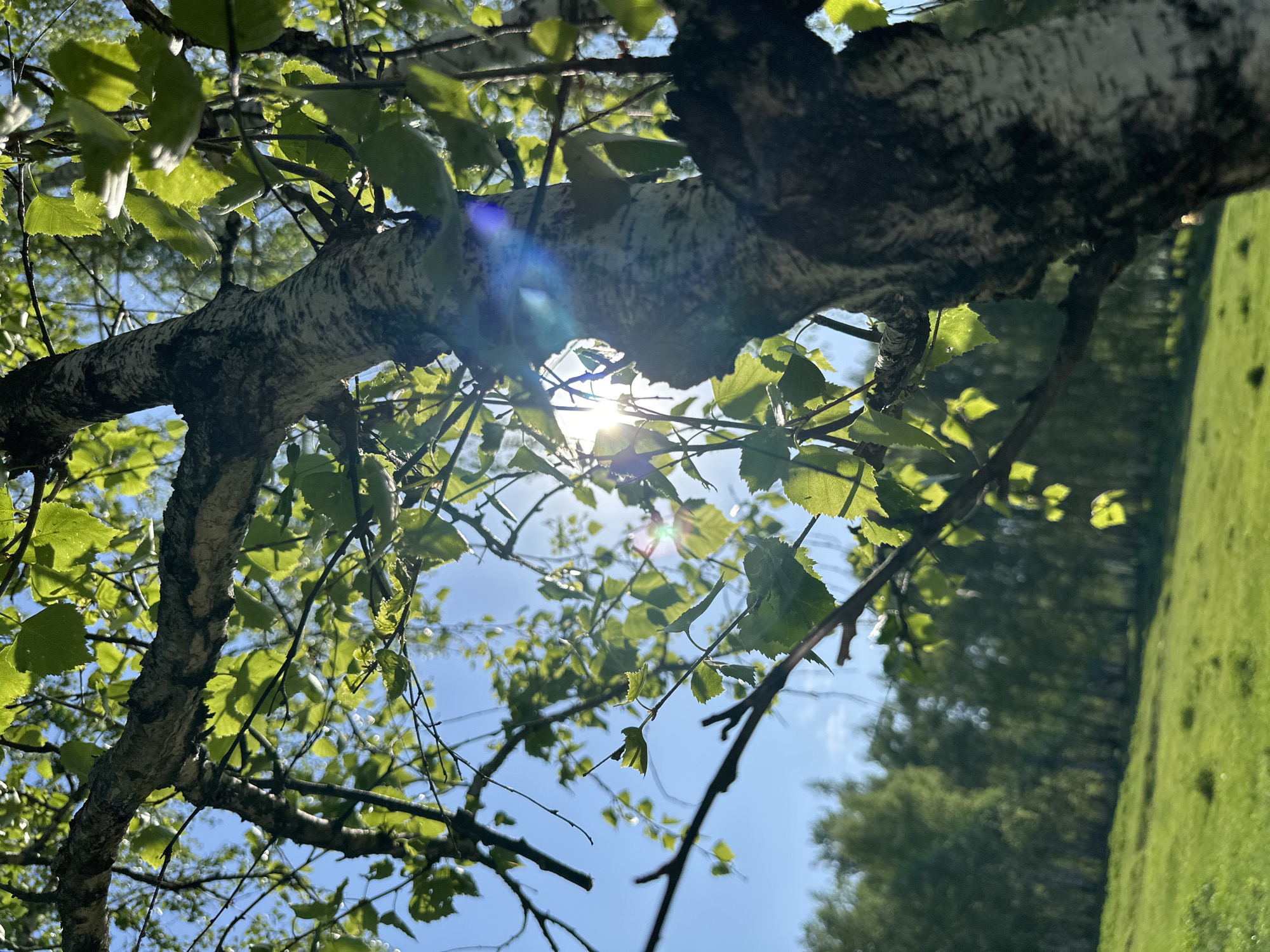 The image shows a view looking up through the branches of a birch tree with the sun shining through the leaves and branches. The tree's trunk and branches are visible, with characteristic white bark and dark markings. Green leaves are present on the branches. The sky is visible through the gaps in the foliage. In the background, a green field or meadow and a row of trees can be seen. The location is Unknown, Unknown.