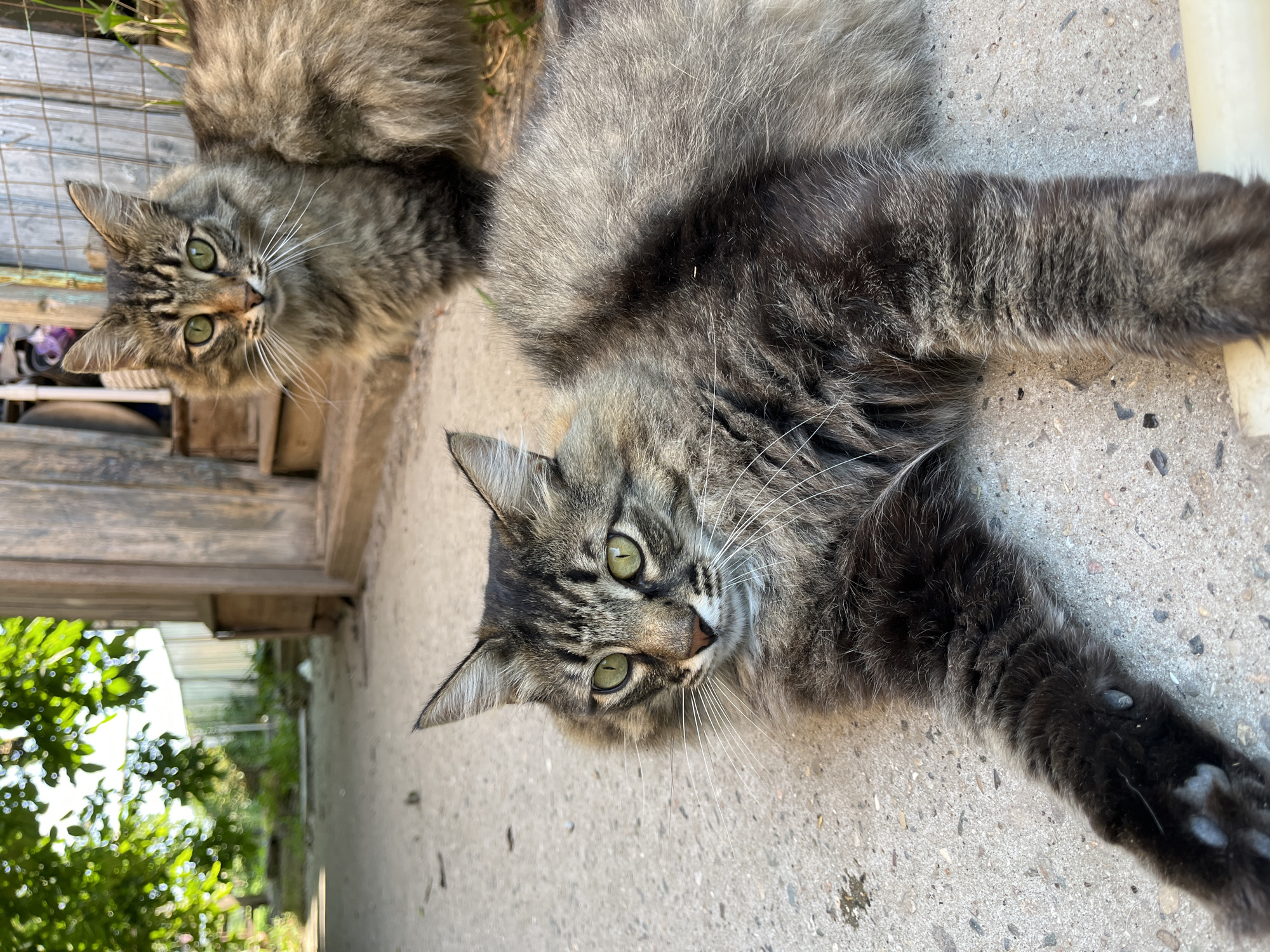 Two tabby cats with long fur are outdoors in what appears to be a backyard or alley. The cat in the foreground is lying on a concrete surface, with its front legs extended. The cat in the background is standing. Both cats have green eyes and prominent white whiskers. In the background, there is a wooden structure, possibly a fence or shed, and some greenery. The scene is lit by daylight. The image does not contain any elements that would specifically place it in the city of Krasnyye Barrikady, Russia.