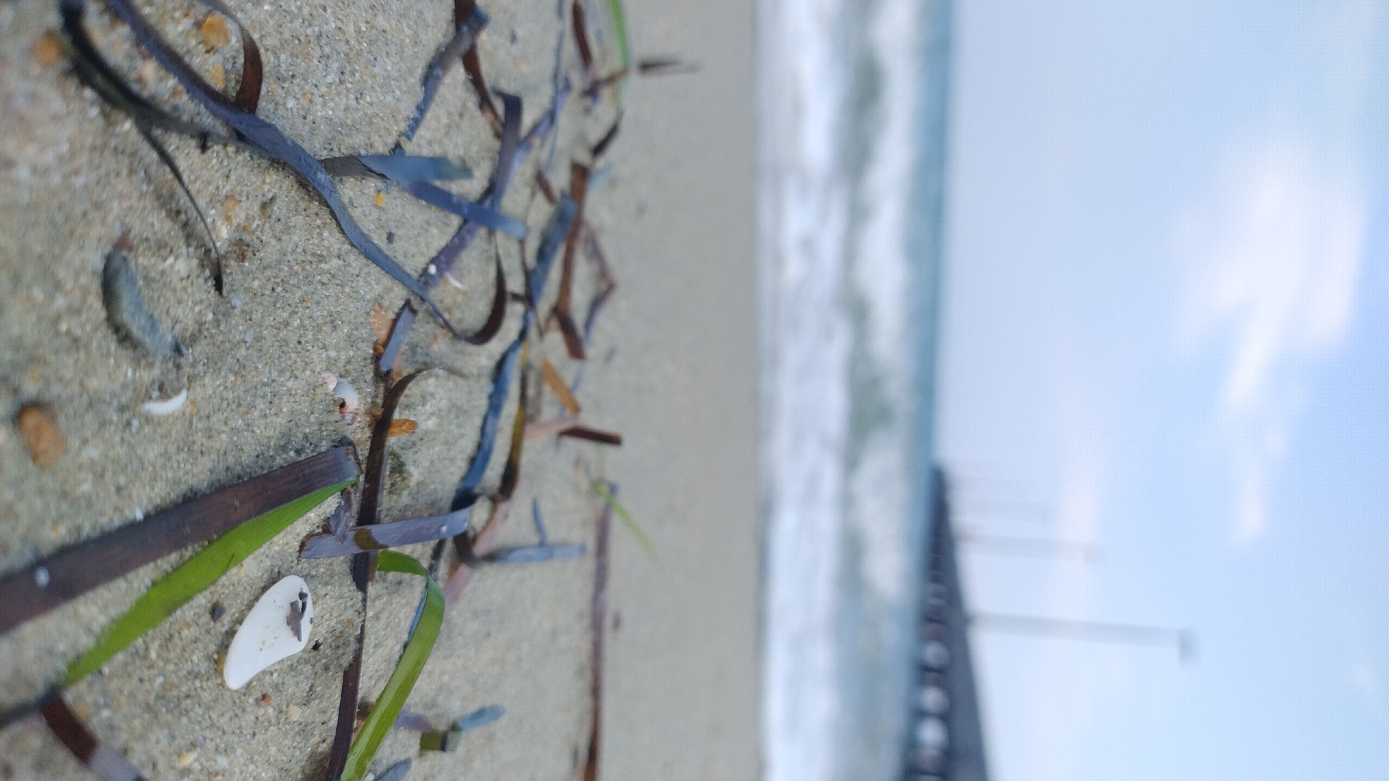 The image depicts a low-angle view of a sandy beach in Perea, Greece, with the sea and a pier in the background. The foreground is dominated by the sandy surface, scattered with various pieces of dark brown and green seaweed, as well as a few small shells and pebbles. The seaweed pieces vary in length and width, with some appearing flat and others ribbon-like, creating a natural, textured pattern on the sand.
Beyond the immediate foreground, the sand transitions to the wet sand near the water's edge. The sea is visible as a blurred band of blue and white, with gentle waves breaking. Further in the distance, a pier extends into the sea, characterized by a series of vertical posts and a horizontal walkway. The sky above is a pale blue with soft, white clouds, contributing to an overall serene atmosphere. The lighting suggests it is either early morning or late afternoon, with a diffused, soft light. There are no people or animals visible in the frame. The scene captures a moment of natural tranquility on the coastline.