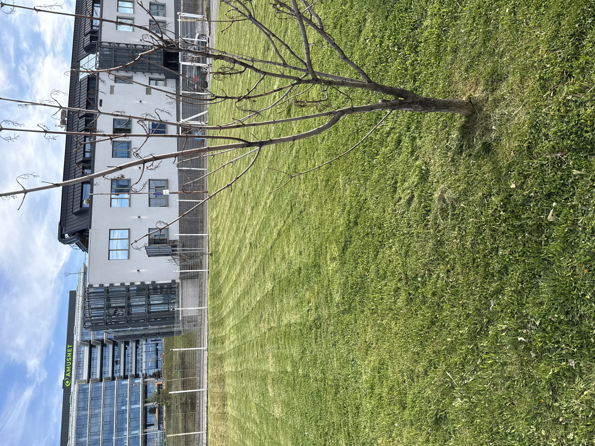 The image depicts a manicured lawn with a recently trimmed pattern. A bare tree stands on the lawn, its branches extending towards the left side of the image. Behind the lawn is a white building with visible windows. To the left of the white building, a modern glass-facade building is visible. The signage "AMUSNET" is displayed on the glass building. Based on the presence of the AMUSNET building, the location is likely in Sofia, Bulgaria. A fence runs between the lawn and the buildings. The sky is visible in the upper left corner with some clouds.