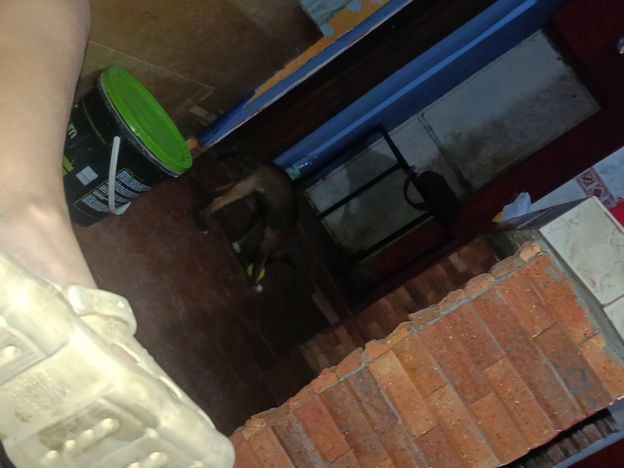 The image shows a poorly lit, interior scene with elements suggesting a domestic setting. In the foreground, there is a person's leg and foot clad in a light-colored sandal. Adjacent to the leg is a black bucket with a green lid. Further into the scene, there is a brown dog lying down. Behind the dog is a shelf with an indistinguishable object. Part of the background has a wall constructed of red bricks. The location is mentioned to be Juan Griego, Venezuela. The exact nature of the environment is not possible to determine.