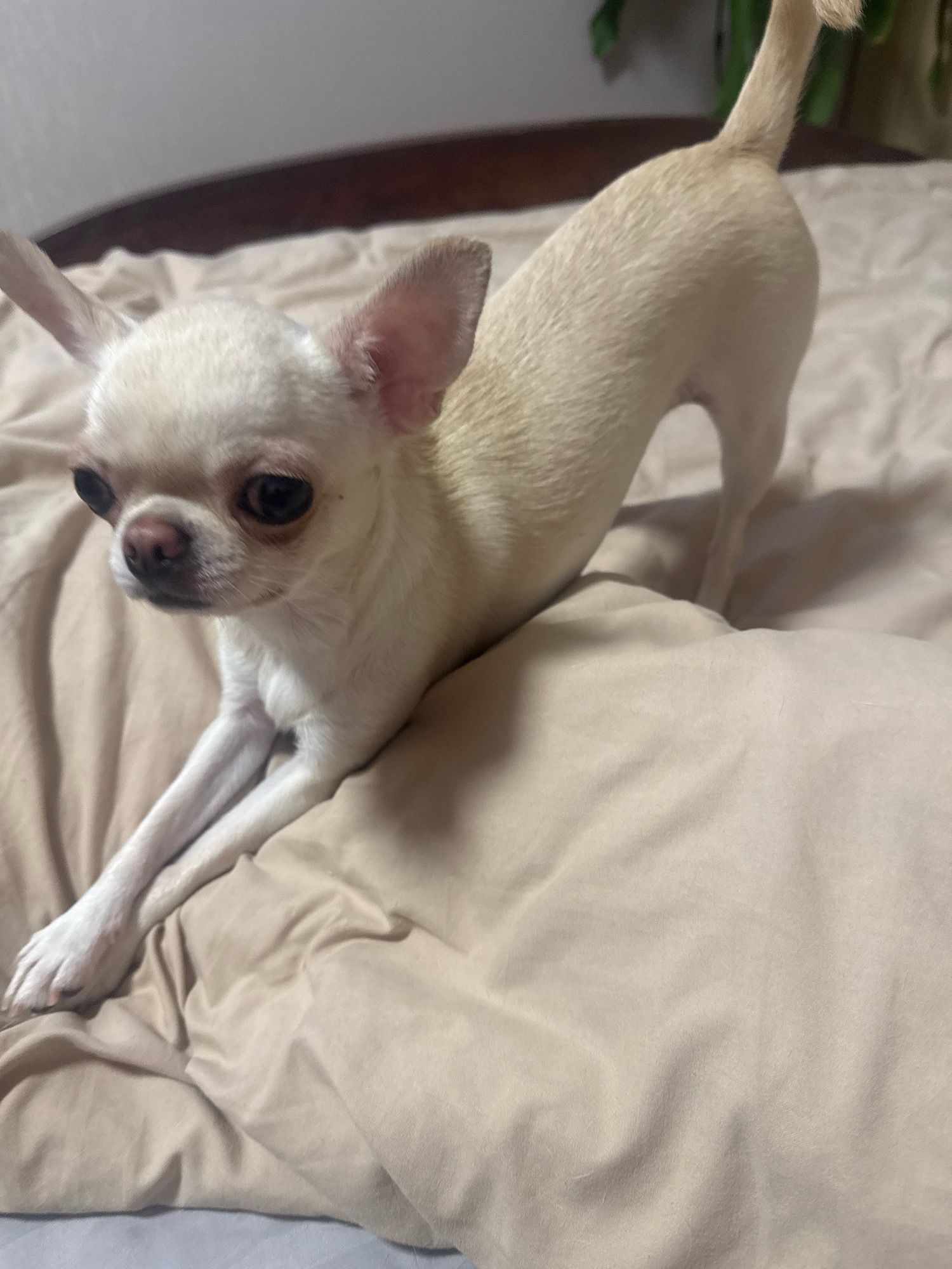 A pale beige Chihuahua with large dark eyes and prominent ears is captured in a stretching pose on a rumpled beige bed. The dog's front legs are extended forward, with its body arched. Its tail is held upright. The background consists of a wooden headboard and a hint of green foliage. The scene appears to be indoors, likely a bedroom. The specific location in Novosibirsk, Russia, cannot be determined from the image.