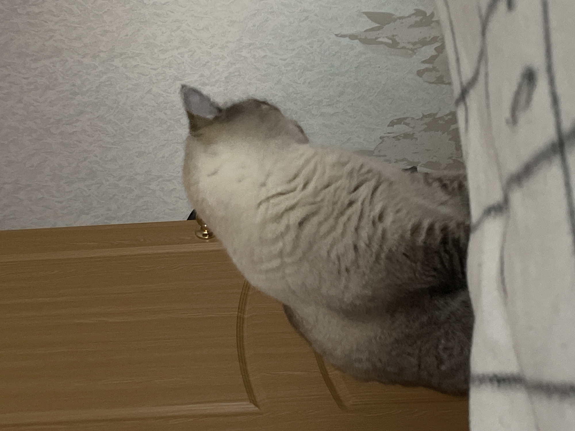 This is a medium-shot, indoor photograph of a light-colored domestic cat sitting on a bed. The cat is facing away from the camera, looking towards a wall with textured wallpaper. To the left of the cat is a wooden door with a brass doorknob. The bed is covered with a light-colored duvet that has a checkered pattern in dark grey. The image is lit by artificial light, creating soft shadows. The scene is devoid of any visible Votkinsk landmarks or identifying features that would place it specifically within the city of Votkinsk, Russia.