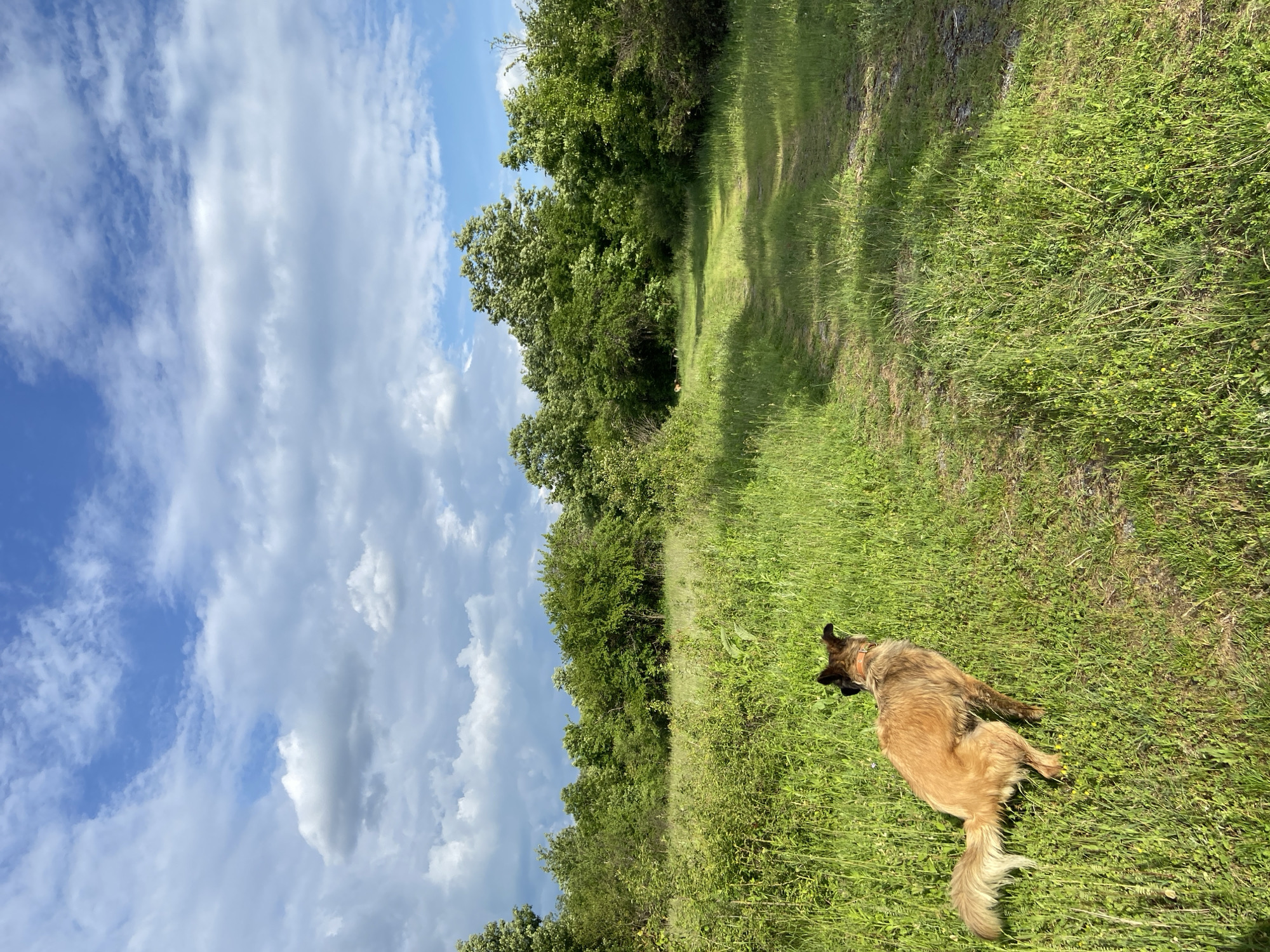A landscape view shows a dog lying in a grassy field near Mindia, Bulgaria. The dog is tan and brown. The field is overgrown with tall, green grass, some of which is wilting. In the background, a line of trees separates the field from what appears to be a path. The sky above is blue, filled with puffy white clouds.