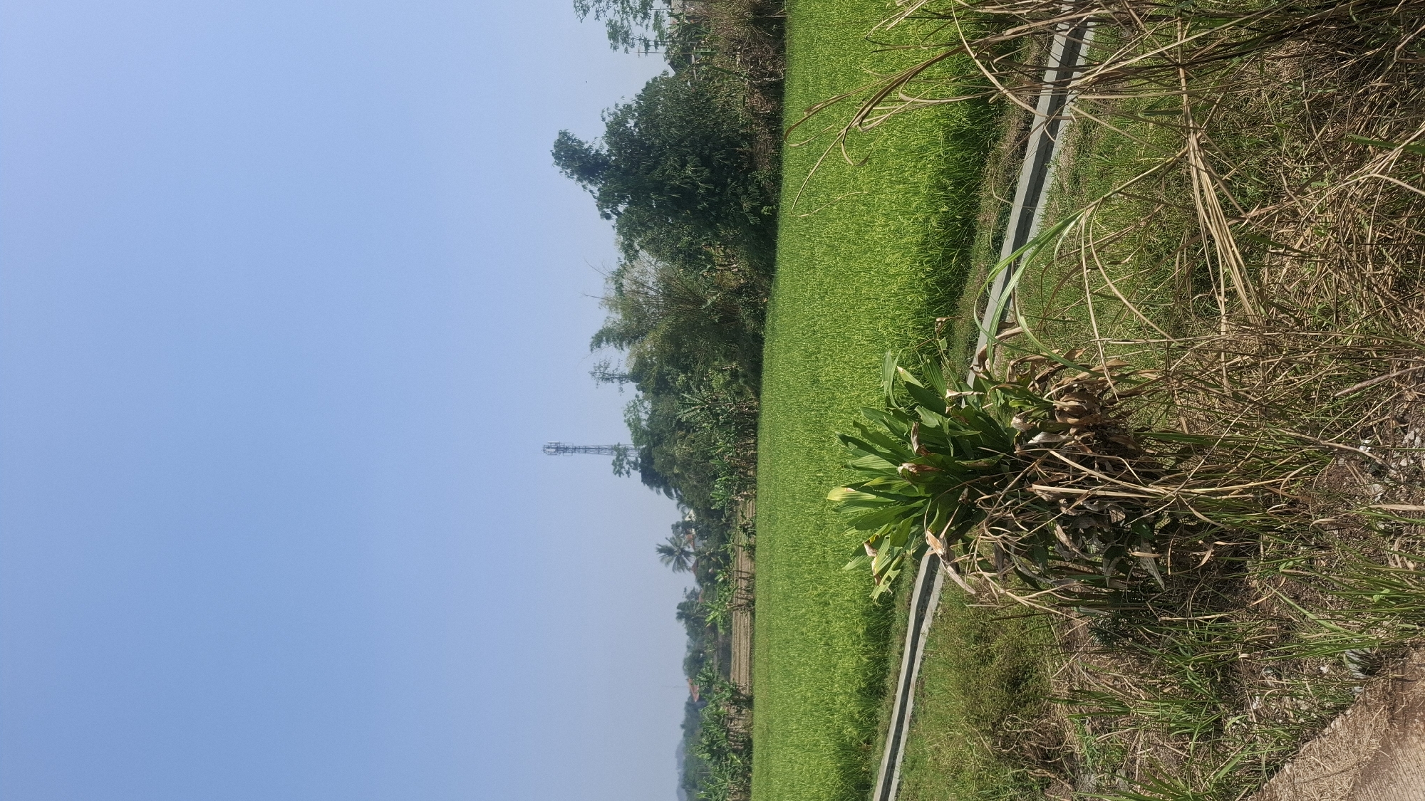 The image shows a rural landscape in Cianjur, Indonesia, under a clear blue sky. In the foreground, dry grass and a small plant are visible, with a concrete structure running horizontally through the scene. Beyond this, a vibrant green rice paddy stretches across the midground. In the background, a dense cluster of trees and vegetation dominates the horizon, with a prominent cell tower standing tall amongst them. The presence of the rice paddy and the lush greenery suggests an agricultural area.