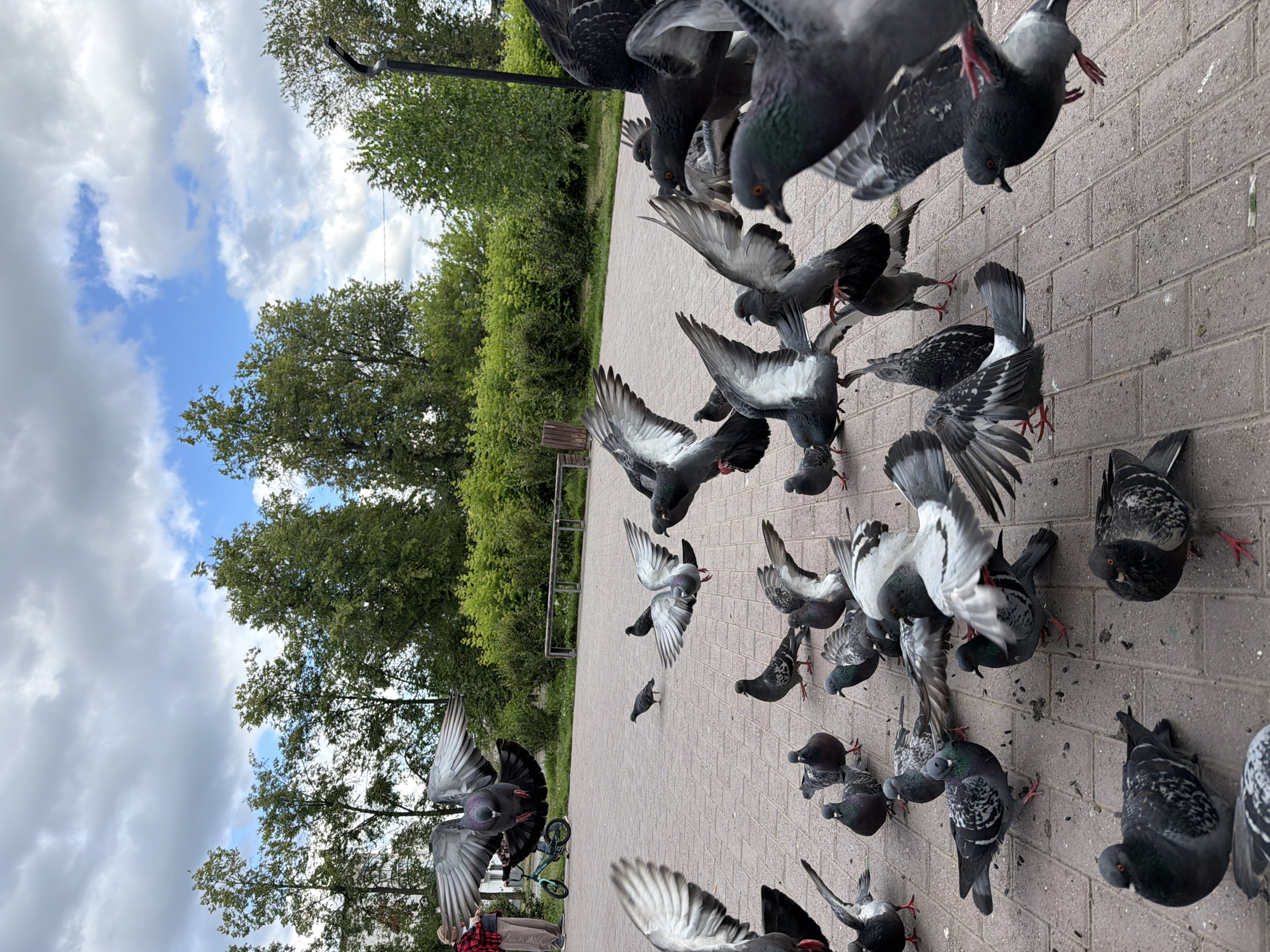 This media file shows a flock of pigeons on a paved pathway in Chaikovsky, Russia. The pigeons are the primary subjects, with many in flight, landing, or perched on the ground. Some pigeons are in the foreground, appearing large and detailed, while others are smaller and further away. The pathway is made of brick-like pavers.
In the background, there are trees with green foliage, suggesting a park or outdoor public space. The sky is visible with clouds, indicating daytime. A lamppost is visible in the upper left corner. There is a glimpse of a person in the lower part of the image wearing a red and black plaid shirt and brown pants, standing near a bicycle. The overall scene depicts a lively gathering of pigeons, possibly being fed or attracted to a spot. The lighting suggests it's a cloudy day. No text is visible in the image.