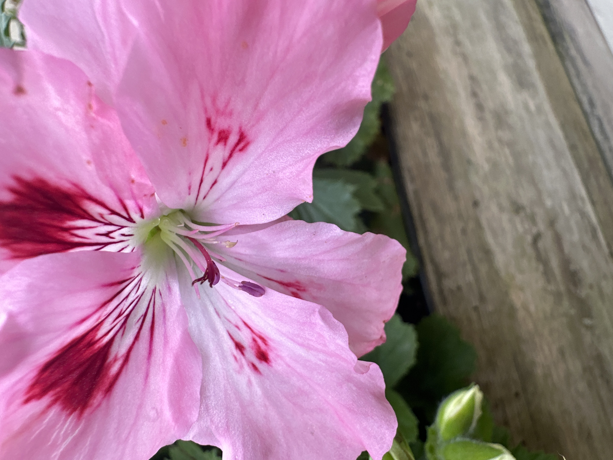 A close-up, eye-level, outdoor shot captures a vibrant pink flower with dark pink markings. The flower, likely a geranium, dominates the frame, its petals soft and slightly ruffled. The center of the flower reveals delicate stamen and pistil, tinged with purple. To the left of the flower, a green bud, partly open, is visible. The background consists of lush green foliage, suggesting a garden setting. A weathered wooden surface, likely a planter box or bench, runs along the bottom of the image, adding a rustic texture. The lighting is natural and diffused, highlighting the delicate details of the flower. The scene is devoid of any people or animals. The photograph was taken in Łódź, Poland.