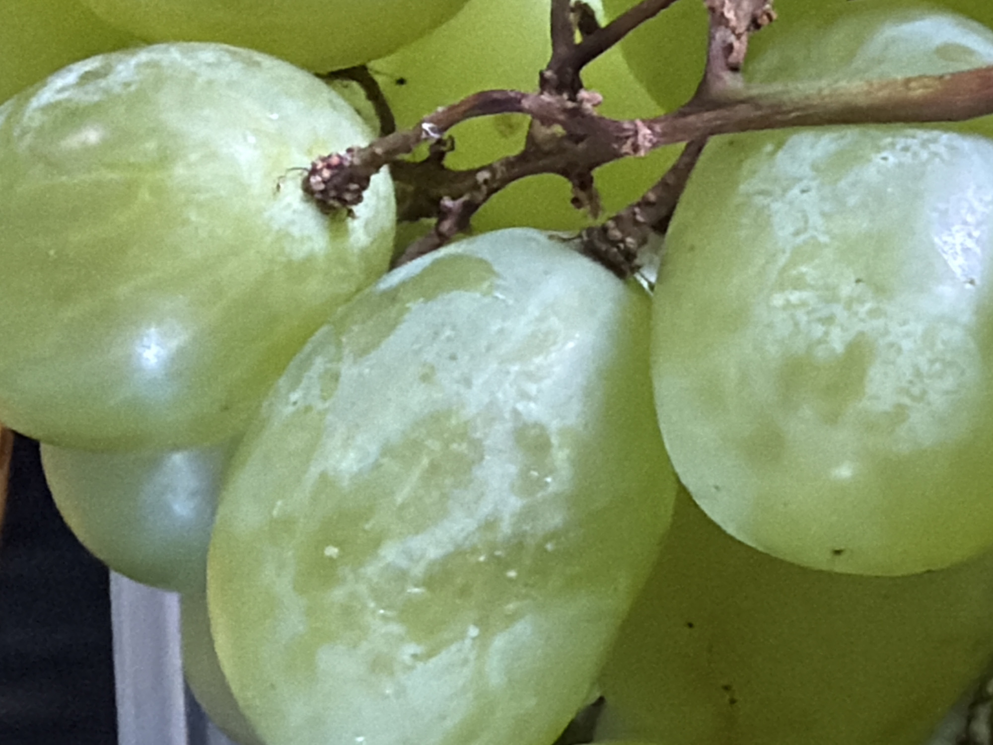 The image is a close-up shot of a bunch of green grapes. The grapes are plump and appear to be ripe, with a slightly translucent skin. Some of the grapes have a whitish bloom on their surface, which is a natural protective layer. The stem of the grapes is visible, with small, dark brown nodes where the grapes attach. The background is dark and out of focus, providing no discernible environmental details of Aespa, Estonia.