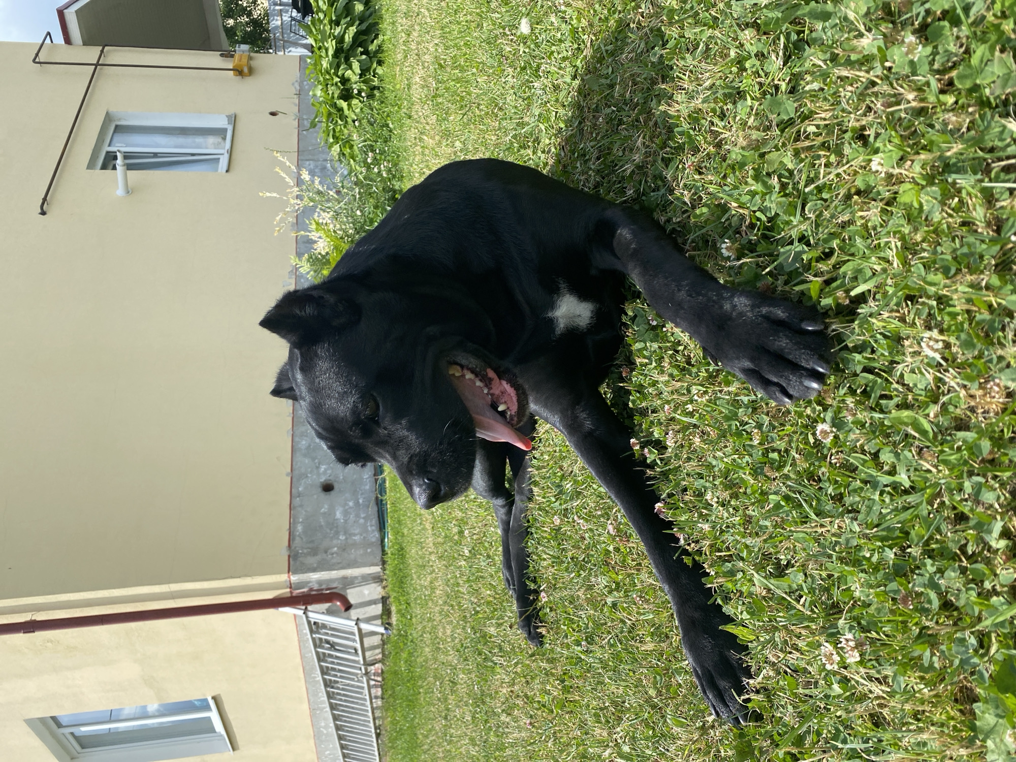 A black dog is lying on a grassy lawn in front of a light yellow house. The dog is panting with its tongue out. The dog's fur is shiny and appears healthy. There is a small white patch of fur on the dog's chest. In the background, there is a ladder leaning against the house and some greenery. The sky is visible in the upper right corner of the image and is a light blue color with some white clouds.