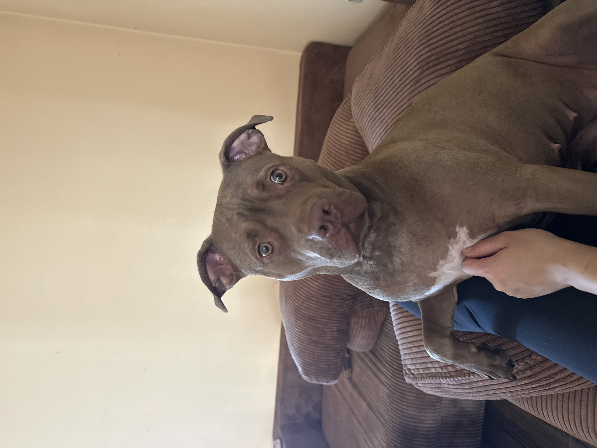 A medium shot captures a brown pit bull dog sitting on a corduroy sofa in a domestic setting. The dog is positioned in the center of the frame, looking directly at the camera with a neutral expression. Its left paw rests on the lap of an unseen person, whose hand is visible gently stroking the dog's chest. The sofa is a rich brown color, with a textured corduroy fabric. The background consists of a plain, light-colored wall, suggesting an indoor environment. There is no indication of the city of Malevo, Bulgaria within the image.