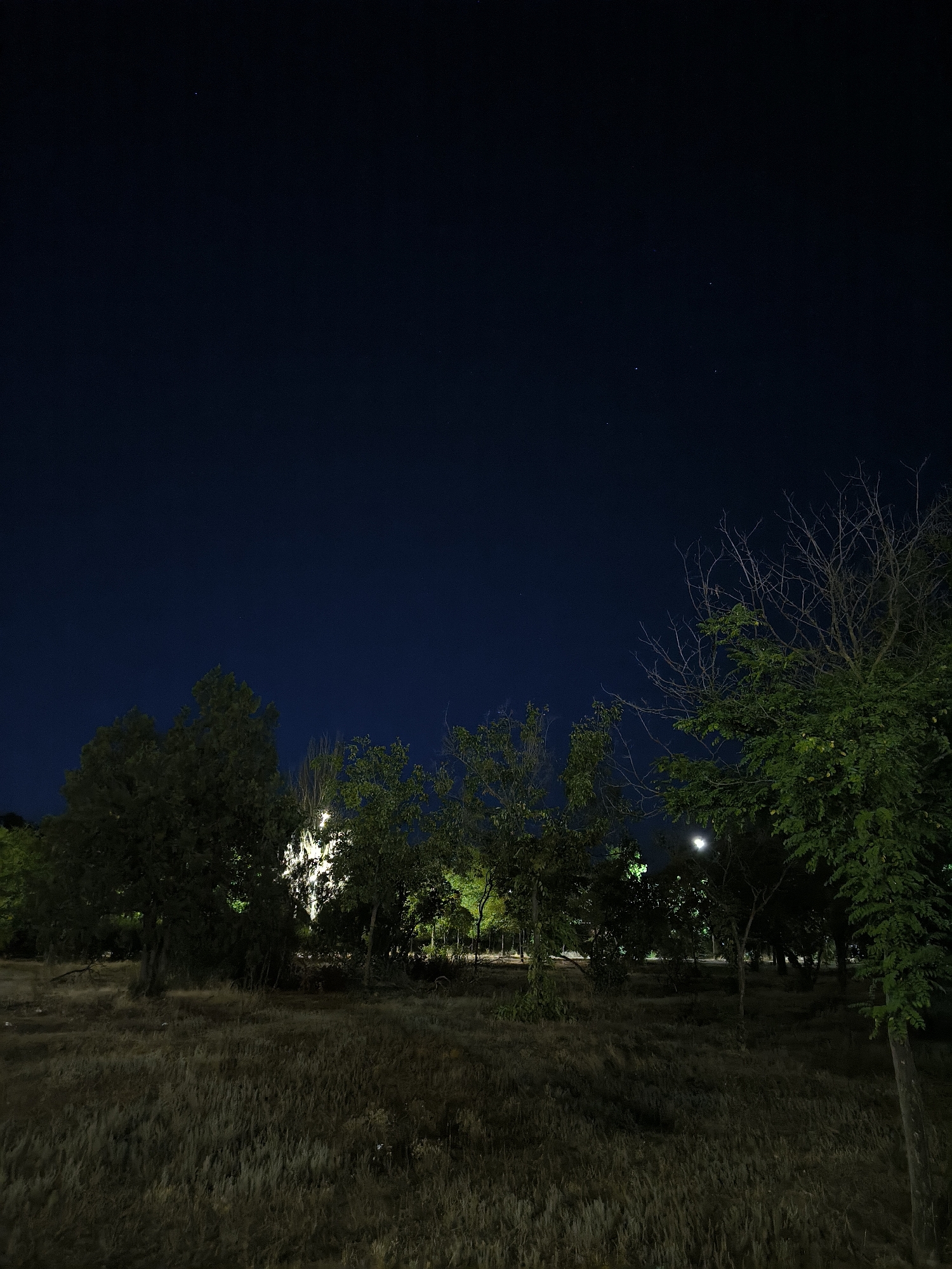 This is a nighttime photograph of a park area, likely in the city of Mykolaiv, Ukraine. The sky is a deep, dark blue, with a few faint stars visible. In the foreground, dry, yellowish grass covers the ground, appearing somewhat overgrown and unkempt. A line of trees runs across the middle ground, with some trees appearing lush and green, while others are bare and skeletal. The trees are illuminated by artificial lights, casting a yellowish-green glow in some areas. In the upper right portion of the image, a faint, crescent-shaped moon is visible through the branches of a leafless tree. The scene appears to be an outdoor public space, possibly a park or a wooded area within the city. There are no people or animals visible in the image.