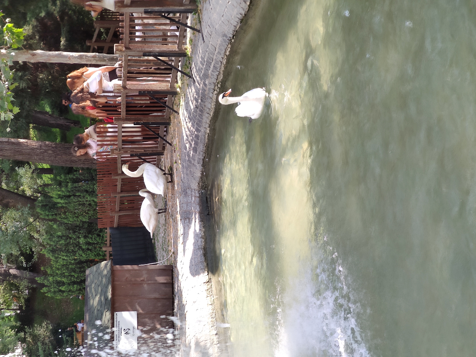 The image shows a pond in a park, with several white swans. In the foreground, a fountain is spraying water on the left side of the frame. Two swans are standing on the edge of the pond, and one swan is swimming in the water. In the background, a group of people are standing behind a wooden fence, watching the swans. The park appears to be well-maintained, with trees and lush greenery surrounding the pond. The scene likely depicts a public park or zoo in Ankara, Turkey, as indicated by the presence of swans and the general park setting. The overall atmosphere is peaceful and leisurely, with visitors enjoying the natural beauty of the park.