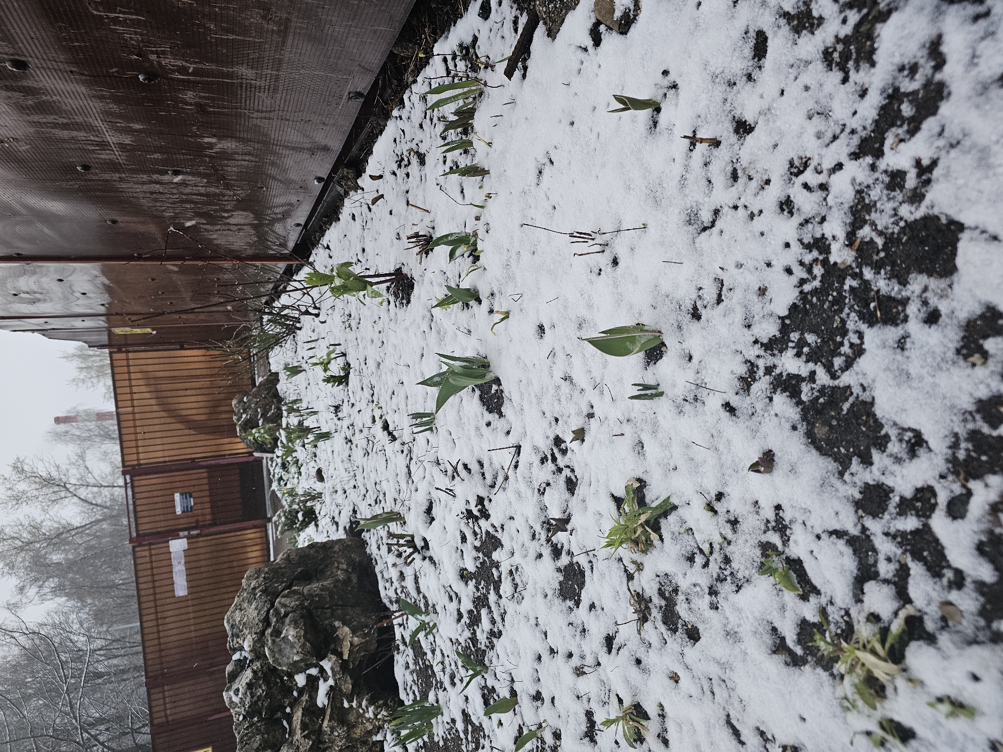The image shows a snow-covered flowerbed in Khimki, Russia. Green shoots are emerging from the ground, interspersed with bare patches of dark soil visible through the thin layer of snow. A dark brown wooden wall borders the flowerbed on one side. Behind a lower fence of pale brown and red steelwork, bare trees and a chimney stack are visible against a grey, overcast sky. A large, dark rock sits near the edge of the flowerbed. No people are visible.