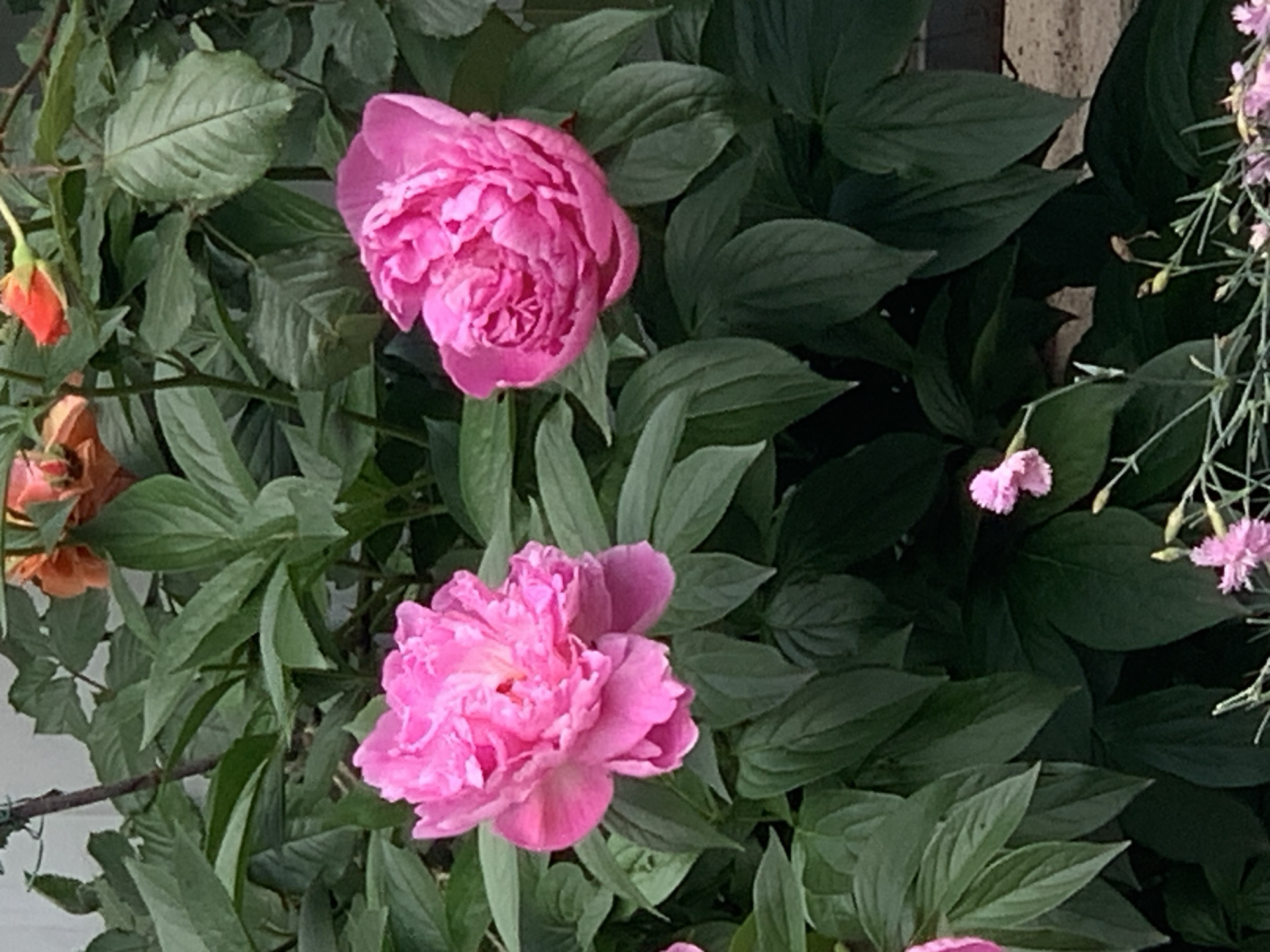 The image shows a close-up of two pink peony flowers in full bloom, surrounded by dark green leaves. There are also a few orange and small pink flowers visible among the leaves. The setting appears to be outdoors. The city and location are unknown.