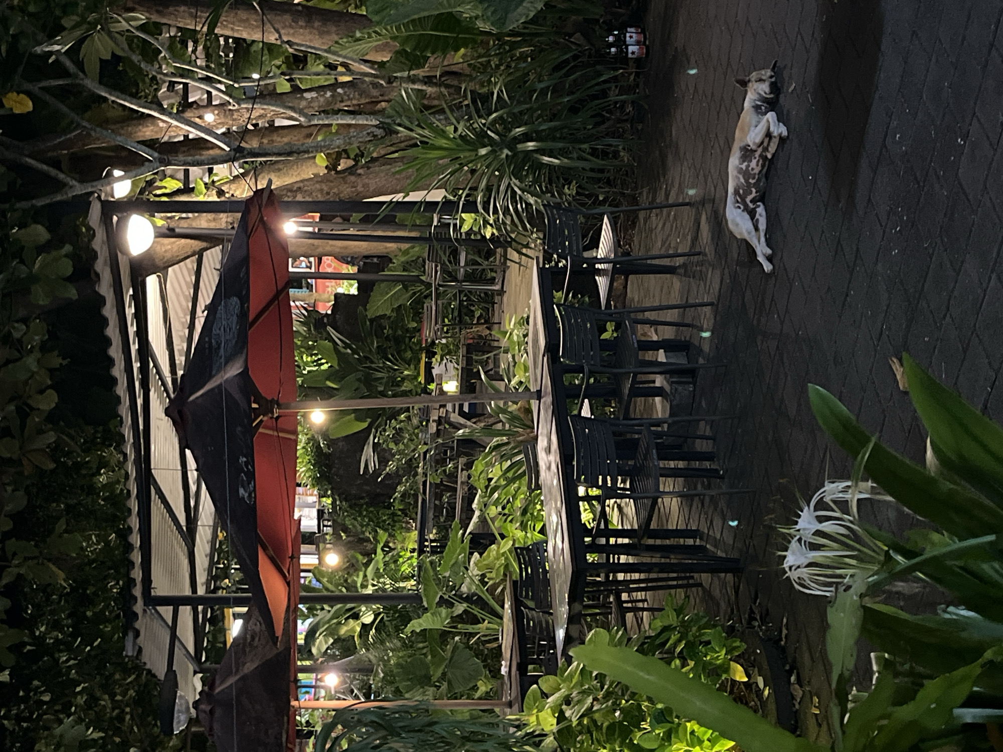 Here is a detailed description of the image:
**Location:** An outdoor restaurant or patio in Unknown, Indonesia, at night.
**Environment:** Lush tropical vegetation surrounds the dining area. The patio is paved with dark gray bricks. The overall lighting is low, with string lights and spotlights providing illumination.
**Objects:**
* Multiple tables and chairs, mostly black in color, are arranged in the dining area.
* A large red and black umbrella.
* Various tropical plants and trees, including ferns and leafy shrubs.
* Bottles, likely drinks, are stacked near the edge of the patio.
**Subjects:**
* A dog is lying on its back on the paved area. Its fur is light-colored with darker patches.
**Actions:**
* The dog is resting on the ground.
**Interactions:**
* There are no visible people, so there are no interactions occurring in the frame.
**Summary:**
The image depicts an outdoor dining area in Unknown, Indonesia, at night. The scene is filled with tropical vegetation and lit by artificial lights. A dog is lying on its back on the paved ground, appearing relaxed. No people are visible in the image.