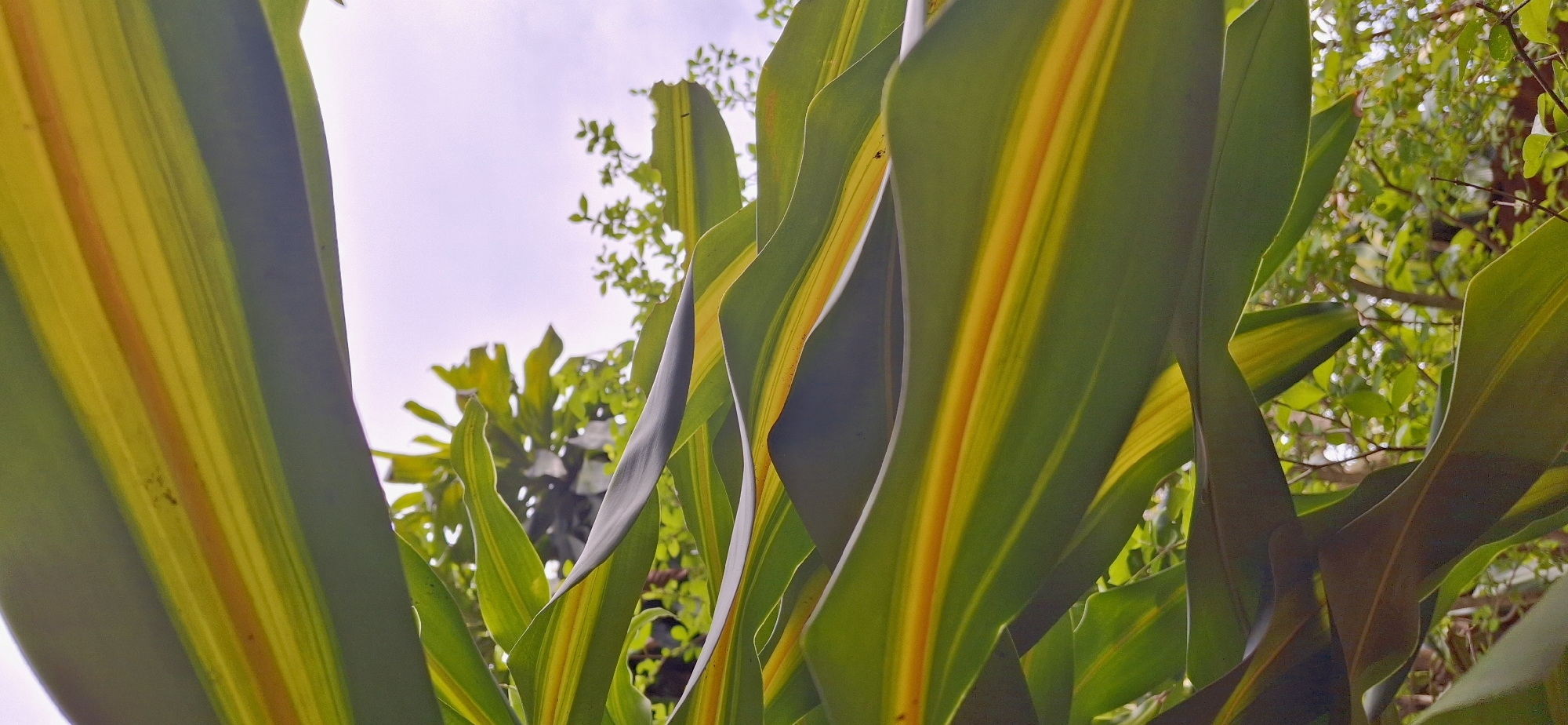 The image is a close-up, low-angle shot of large, glossy green leaves with prominent yellow and orange stripes running lengthwise. The leaves are curved and overlap, creating a sense of depth. In the background, out of focus, are more green foliage and a pale, overcast sky. The scene appears to be outdoors, with the lighting suggesting natural daylight. The image was captured in Vallecito, Venezuela.