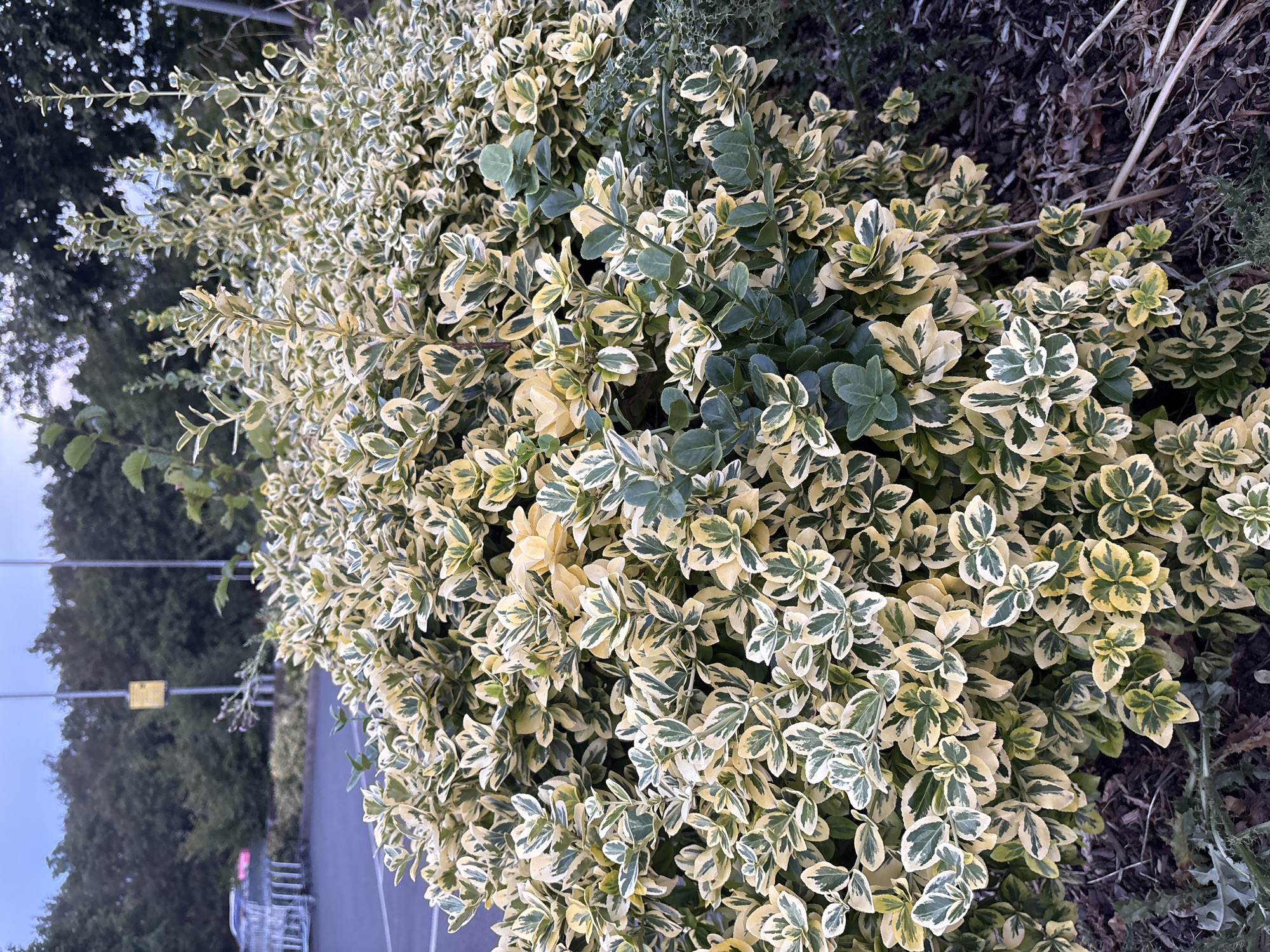 The image shows a close-up of a variegated shrub with green and yellow leaves. The shrub is dense and bushy, with many small, oval-shaped leaves. The leaves are arranged in an alternate pattern along the stems, and some of the stems are visible. The background is blurred and out of focus, but appears to be a parking lot with trees and a fence. The lighting suggests it is either dawn or dusk. The specific location is the parking lot of a supermarket in Chelmsford, United Kingdom.
