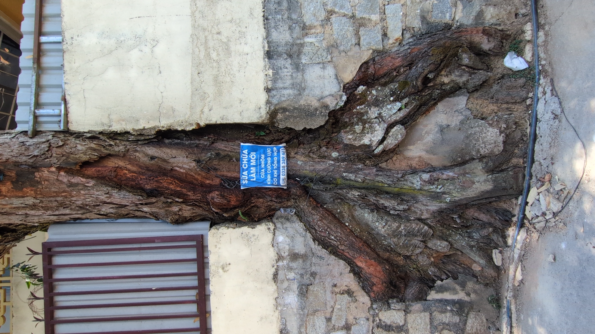 The image shows a large tree trunk that has grown directly through a building structure, seemingly integrated into the walls and foundation. The building appears to be made of concrete, with a section of brickwork also visible. A sign in Vietnamese advertising door repair services is attached to the tree trunk. The surrounding area suggests an urban environment, with a sidewalk and a paved surface visible. A window with metal bars is partially visible on the left. There is a piece of white plastic waste adjacent to the tree trunk on the right. The location is Da Lat, Vietnam.