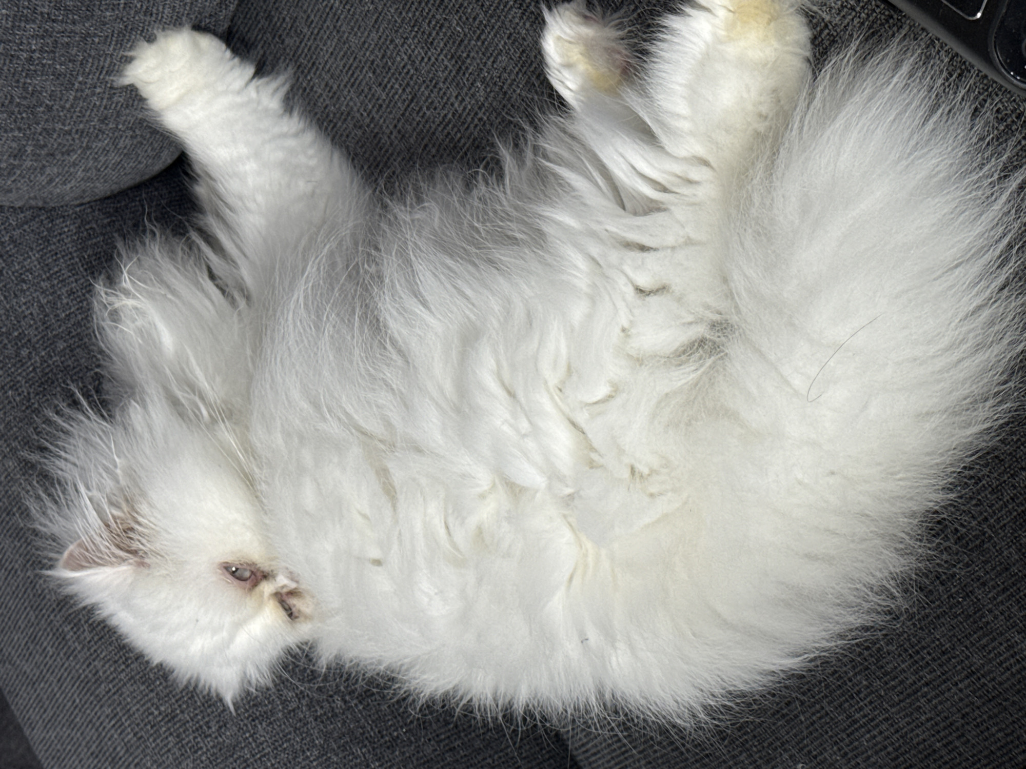 A white, long-haired cat is curled up on a dark gray upholstered surface, possibly a couch or chair. The cat's head is visible at the left, with one eye partially open. The cat's tail is curled around its body on the right side of the frame. The surface is dark gray with a textured pattern. No location is specified and therefore cannot be included.