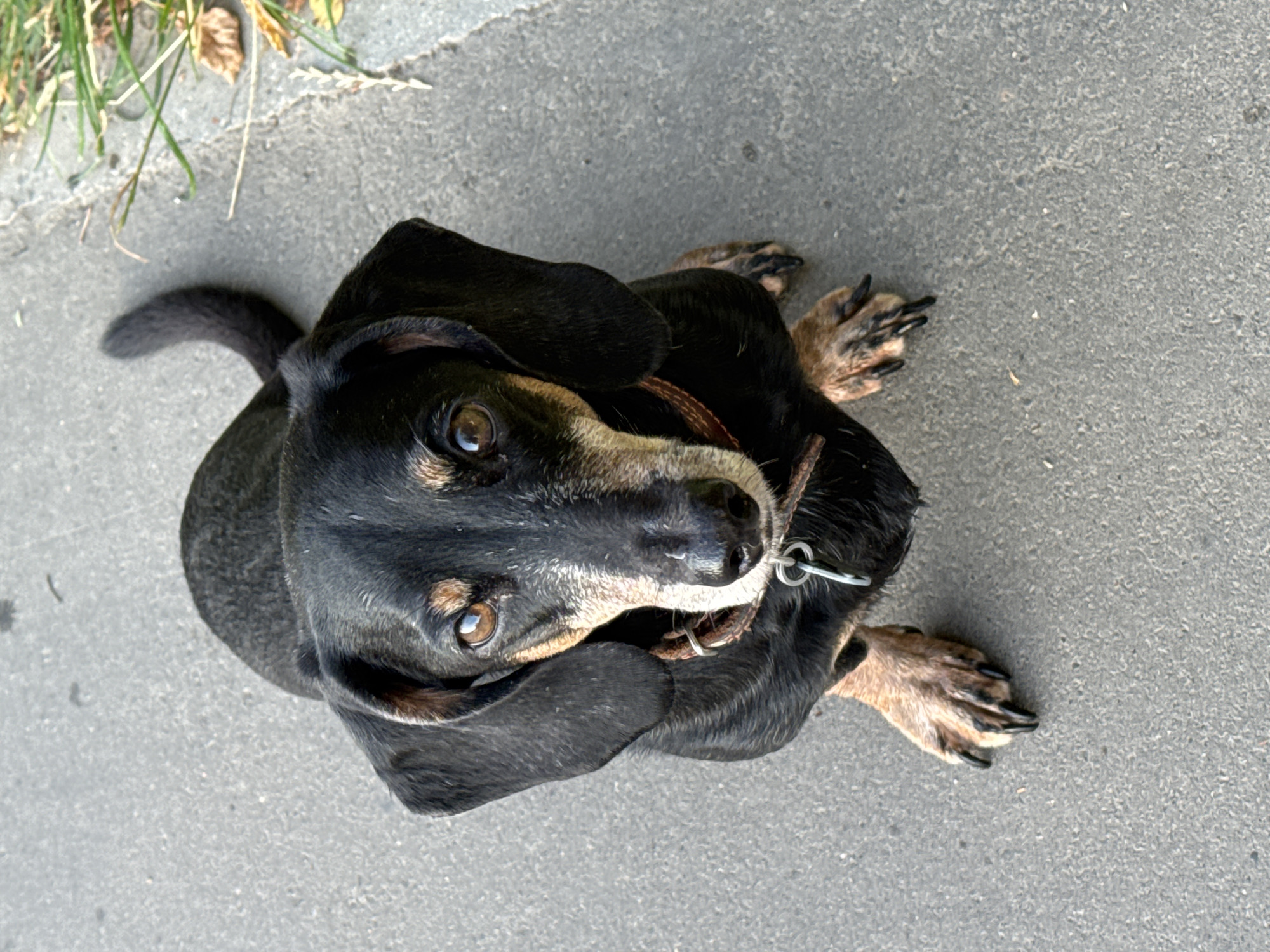 The image shows a black and tan dachshund dog sitting on a gray asphalt surface. The dog is facing the camera, with its head tilted slightly. Its eyes are brown and its ears are long and floppy. The dog is wearing a brown collar with a silver tag. The asphalt surface appears to be outdoors, possibly a sidewalk or a park pathway. There are some dried leaves and grass visible in the upper right corner of the image. The lighting suggests it is daytime. There are no people visible in the image. The image's metadata does not contain any information about its location.