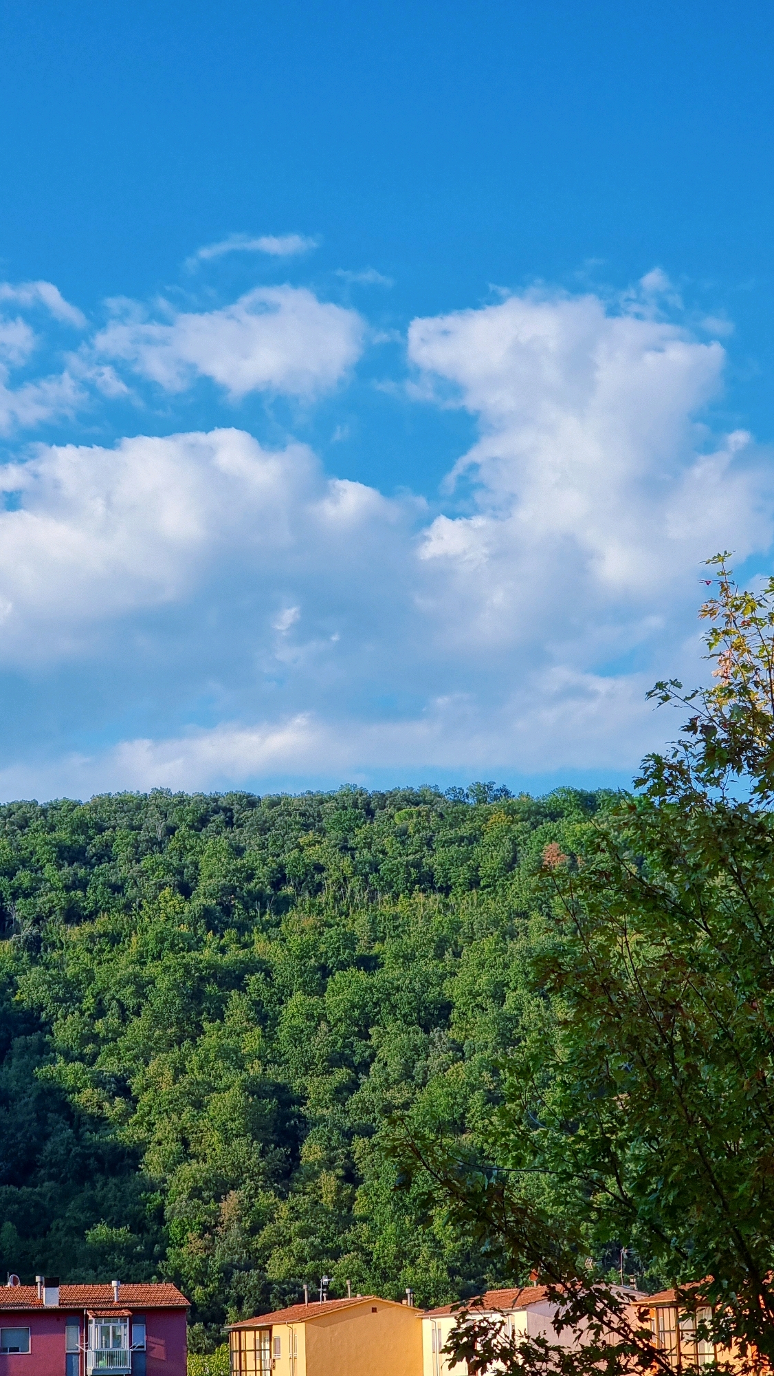 The image captures a view of a densely forested hillside against a bright blue sky with scattered white clouds. In the foreground, the roofs of several buildings are visible, painted in shades of orange, yellow, and red. One building on the left has a dark purple facade. A large tree with green and some autumnal colored leaves partially obscures the view on the right side of the frame. The scene is set in Sant Joan Les Fonts, Spain.