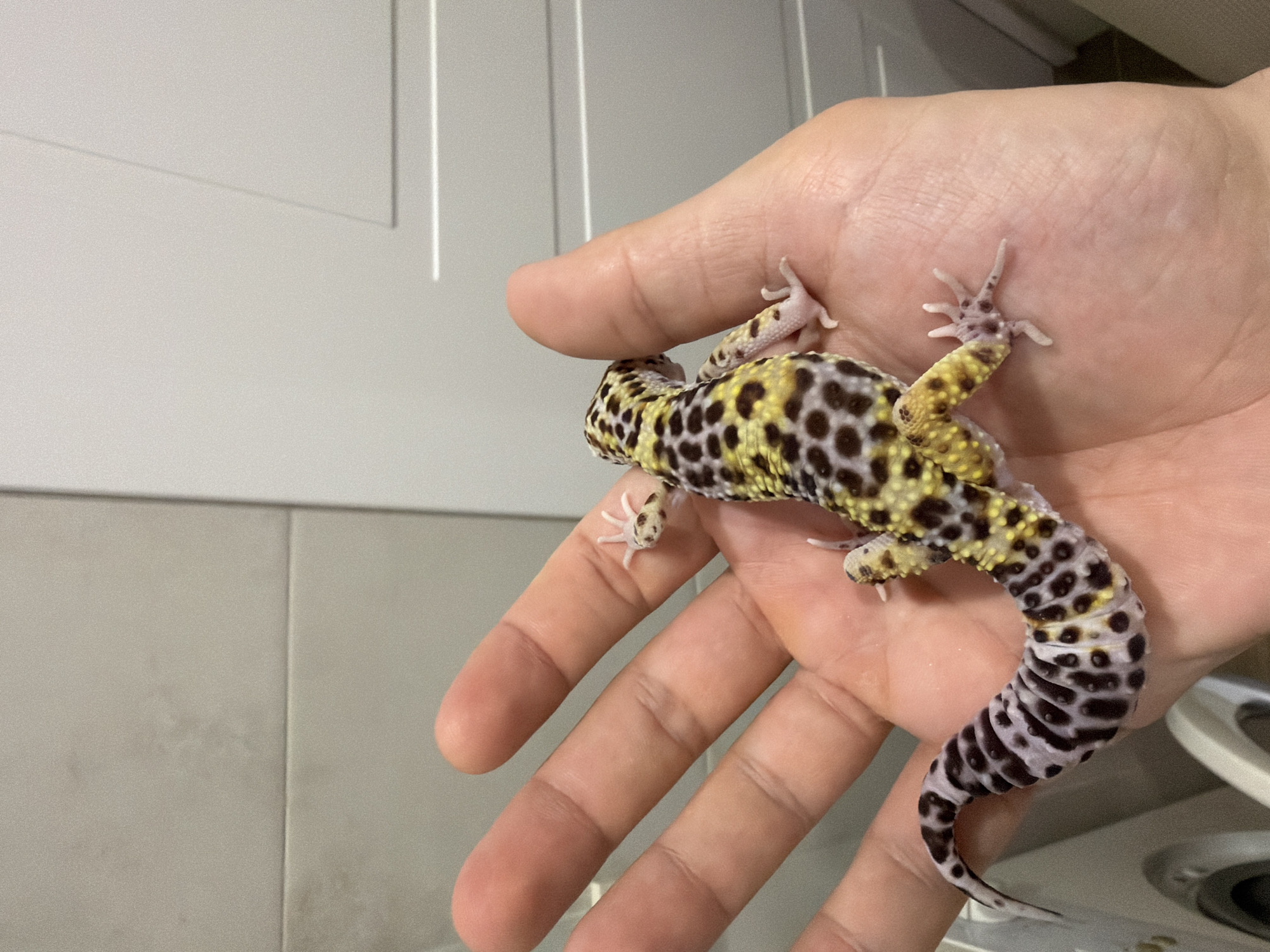 A person is holding a leopard gecko in their hand. The gecko has yellow and black spots on its body and a black and white ringed tail. The background includes white cabinet doors and a tiled wall. The location of this image is not Izhevsk, Russia.