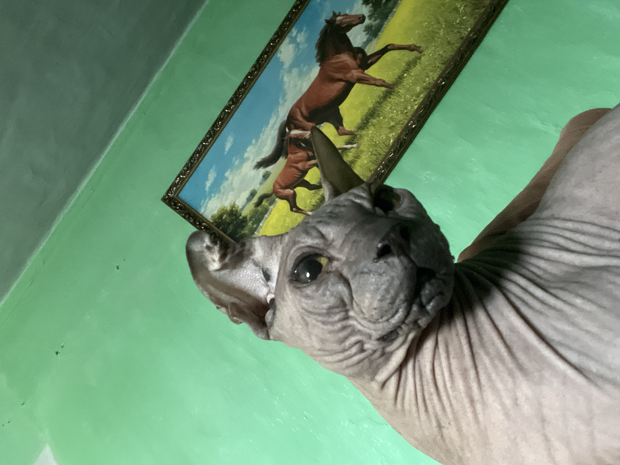 A close-up, eye-level shot shows a hairless cat, likely a Sphynx breed, in the foreground. The cat's wrinkled skin and prominent ears are clearly visible. Its head is tilted and it appears to be looking slightly to the right. Behind the cat, to the right of the frame, is a framed painting of three brown horses running in a grassy field under a blue sky. The background wall is painted a bright, textured green. The scene appears to be indoors, possibly in a residential setting. There is no discernible indication of the specific location within the city of Nizhny Tagil, Russia, nor are there any people depicted in the image.