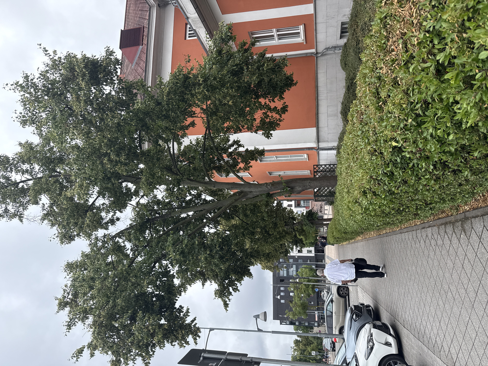 The image shows a sidewalk in the city of Rathenow, Germany, with a man walking away from the camera. He is wearing a white collared shirt, black pants, and white shoes, and carrying a black bag. To the right of the sidewalk is a dense green hedge. Beyond the hedge is a large building with an orange facade and white trim, featuring multiple windows and a red tiled roof. To the left of the sidewalk, parked cars are visible, including a white compact car and a grey SUV. In the background, other buildings and trees can be seen under a cloudy sky. A street lamp is also present on the left side of the sidewalk.