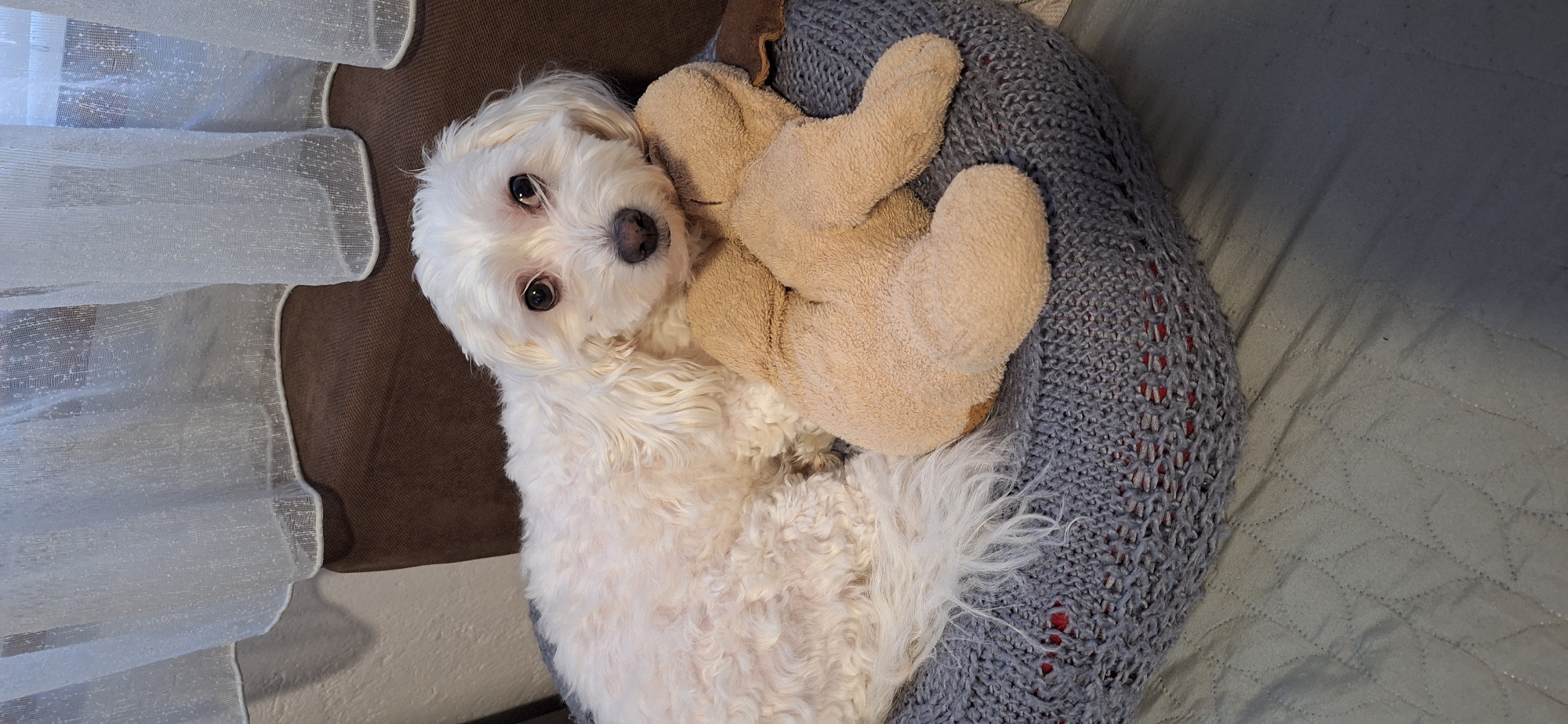 An indoor scene depicts a small, white, long-haired dog, possibly a Maltese, lying on a grey, knitted cushion with a reddish-orange lining. The dog is positioned to the left, with its head resting on a light brown, plush, four-limbed stuffed animal. Its dark eyes are directed towards the viewer, and its dark nose is visible. The dog's white fur is curly on its body and wavier around its face, with its tail visible to the left. The grey cushion rests on a lighter grey quilted surface with a diamond stitching pattern. In the background, a brown upholstered surface is visible, behind which a light-colored wall is present. The top portion of the frame shows a segment of translucent white sheer curtains with a dotted texture, suggesting a window beyond. The specific location within Blagoevgrad, Bulgaria, cannot be determined from the depicted interior setting.