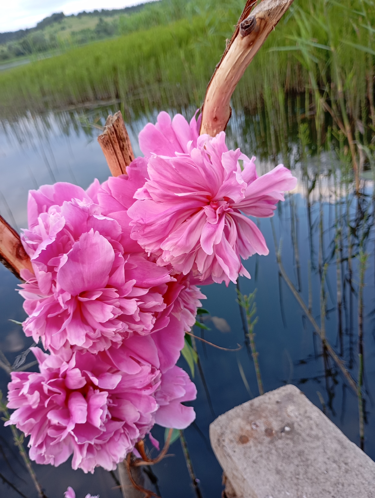 A cluster of vibrant pink peonies is in sharp focus in the foreground, their delicate petals unfurling against a backdrop of calm water and lush green reeds. A weathered piece of wood extends diagonally across the frame, acting as a rustic perch for the flowers. The water reflects the greenery, creating a serene, almost mirror-like surface. In the distance, a softly blurred hillside adds depth to the natural landscape. The scene is located in the village of Ryabki, Russia.