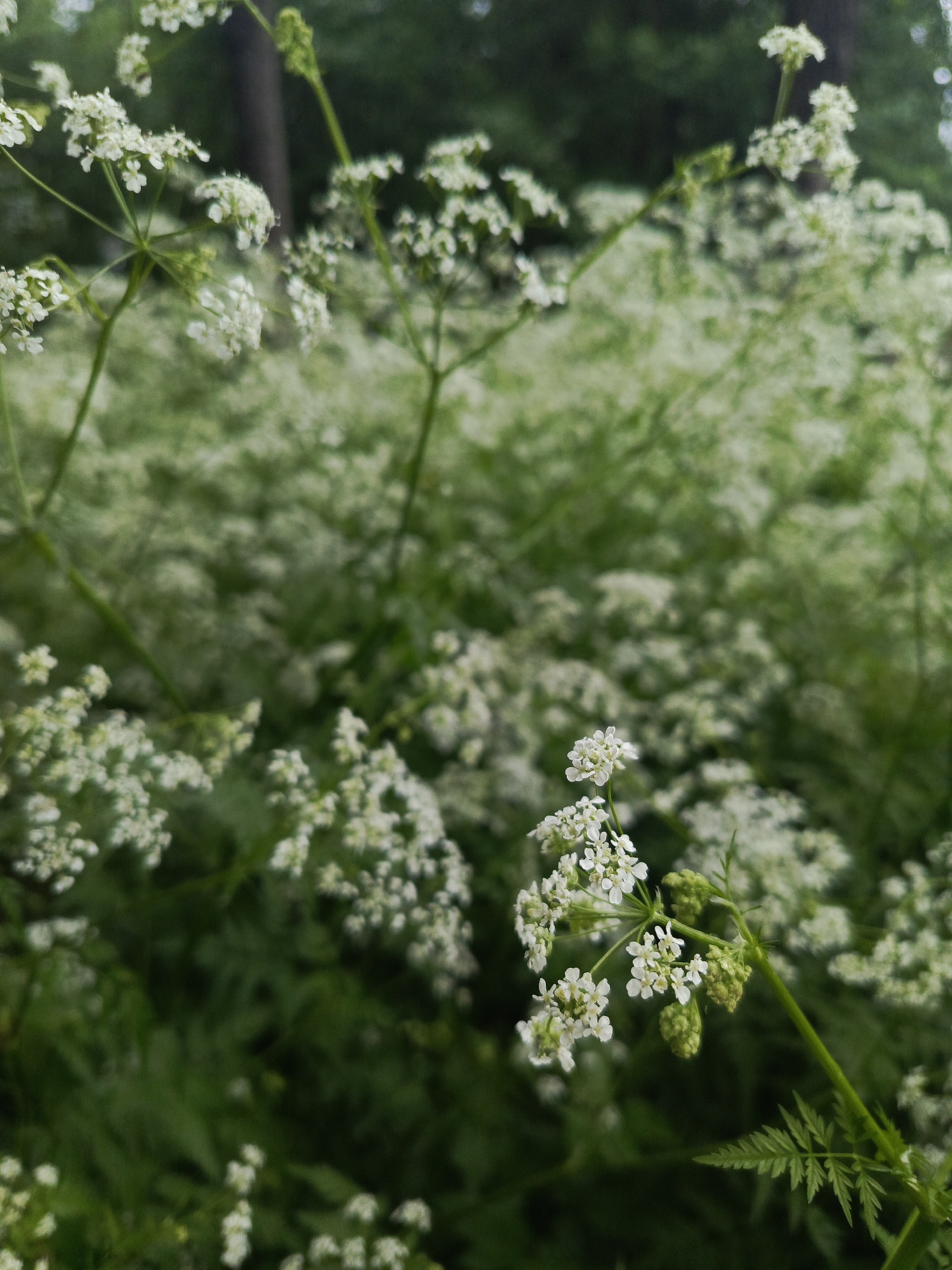 The image captures a dense field of small white flowers and green foliage within the city of Chaikovsky, Russia. In the foreground, multiple stems with white, umbel-shaped flower clusters and finely divided green leaves are in sharp focus. One stem on the right prominently displays both open white flowers and several closed green flower buds. The midground and background feature an extensive, blurred expanse of similar white flowers and green vegetation, receding into a darker, out-of-focus wooded area on the left side, where a tree trunk is faintly visible. The scene is static, devoid of human subjects or man-made objects.