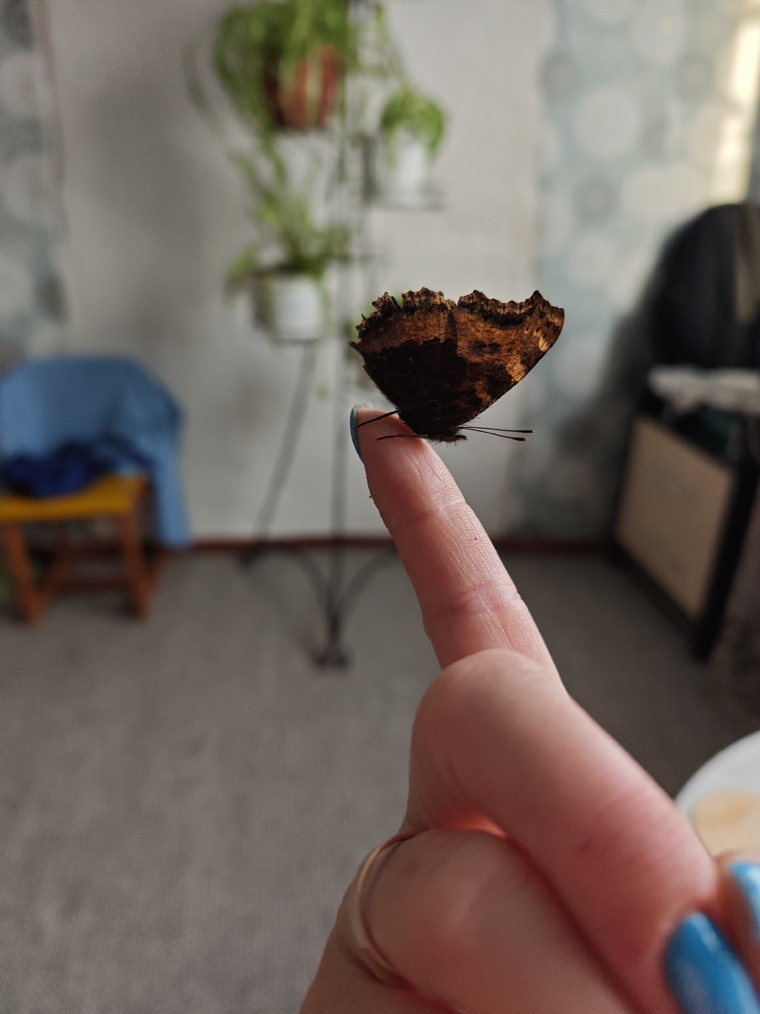 A brown butterfly with orange markings sits on the index finger of a human hand. The fingernail is painted a bright blue. The person is wearing a gold ring. The background is blurred but appears to be an indoor setting with a chair and a plant stand visible. The location in the city of Фоки, Russia, is unknown from the image.