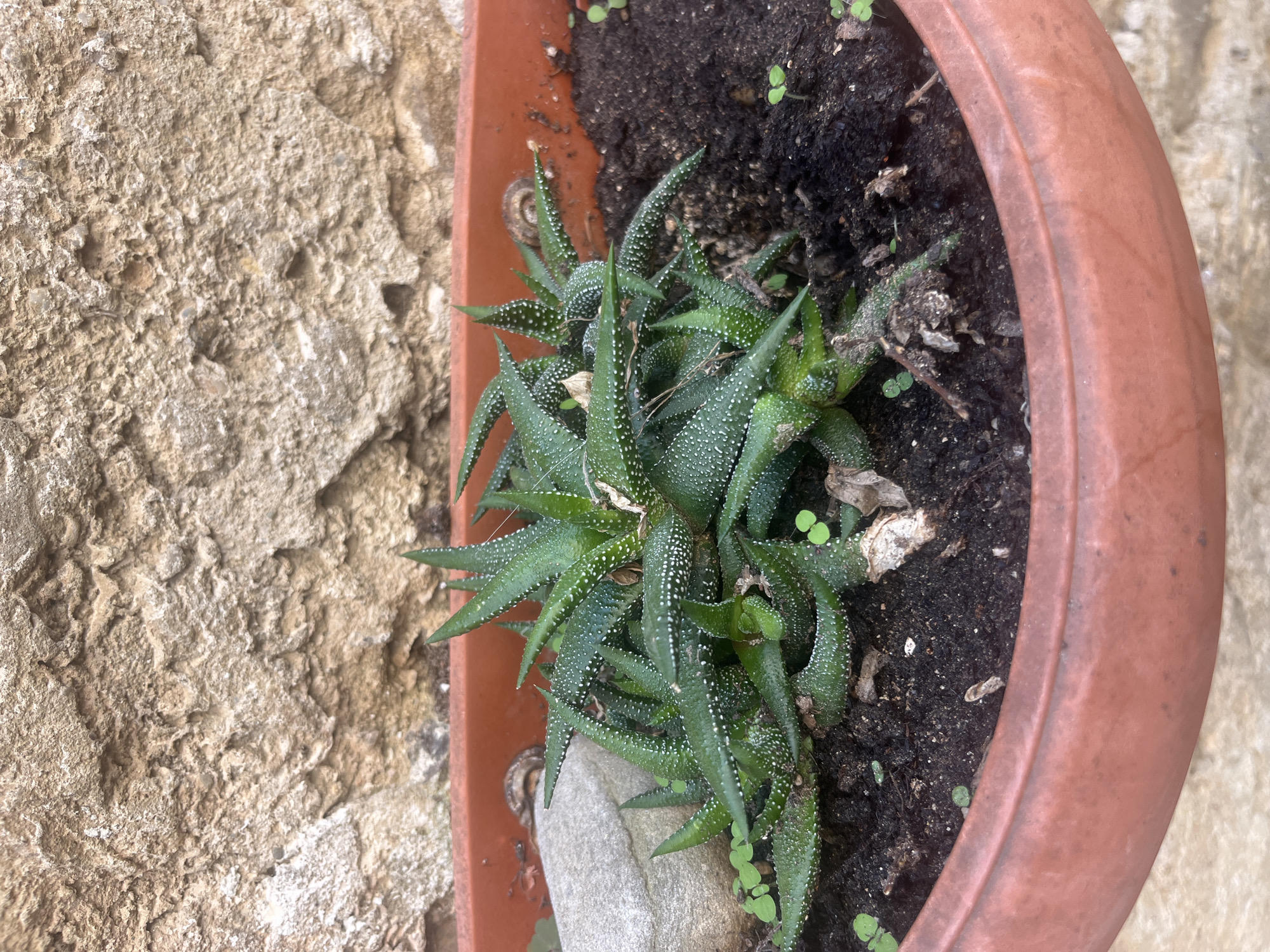 The image shows a close-up view of a potted succulent plant, likely a Haworthia, situated against a textured stone wall. The plant has thick, green, triangular leaves covered in small white spots. It is planted in a reddish-brown plastic pot filled with dark soil. Several small, light green sprouts are visible around the base of the succulent. A smooth, grey rock is partially embedded in the soil on the left side of the pot. The stone wall behind the pot is rough and uneven, with variations in color from light beige to darker brown. The overall scene is outdoors, suggesting a garden or patio setting. The location is identified as Vallo della Lucania, Italy. There are no people or animals visible in the image.
