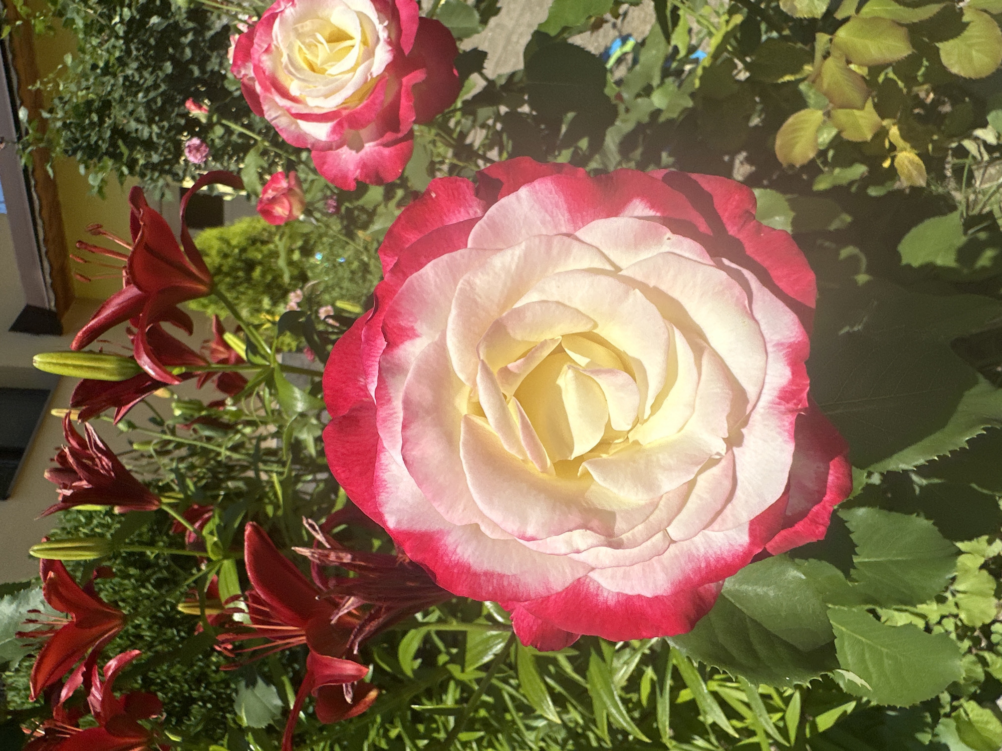 A close-up, sunlit shot captures a vibrant garden scene in Marten, Bulgaria, featuring a prominent pink and yellow bi-colored rose in the foreground, its petals unfurling in intricate layers. Behind it, a cluster of deep red lilies bloom, their petals sharply pointed. The background reveals more greenery, including shrubs and trees, and a hint of a building with a yellow facade and dark-tiled roof, suggesting a residential area. The overall impression is one of a lush, well-maintained garden bathed in bright sunlight, with the focus on the delicate beauty of the flowers.