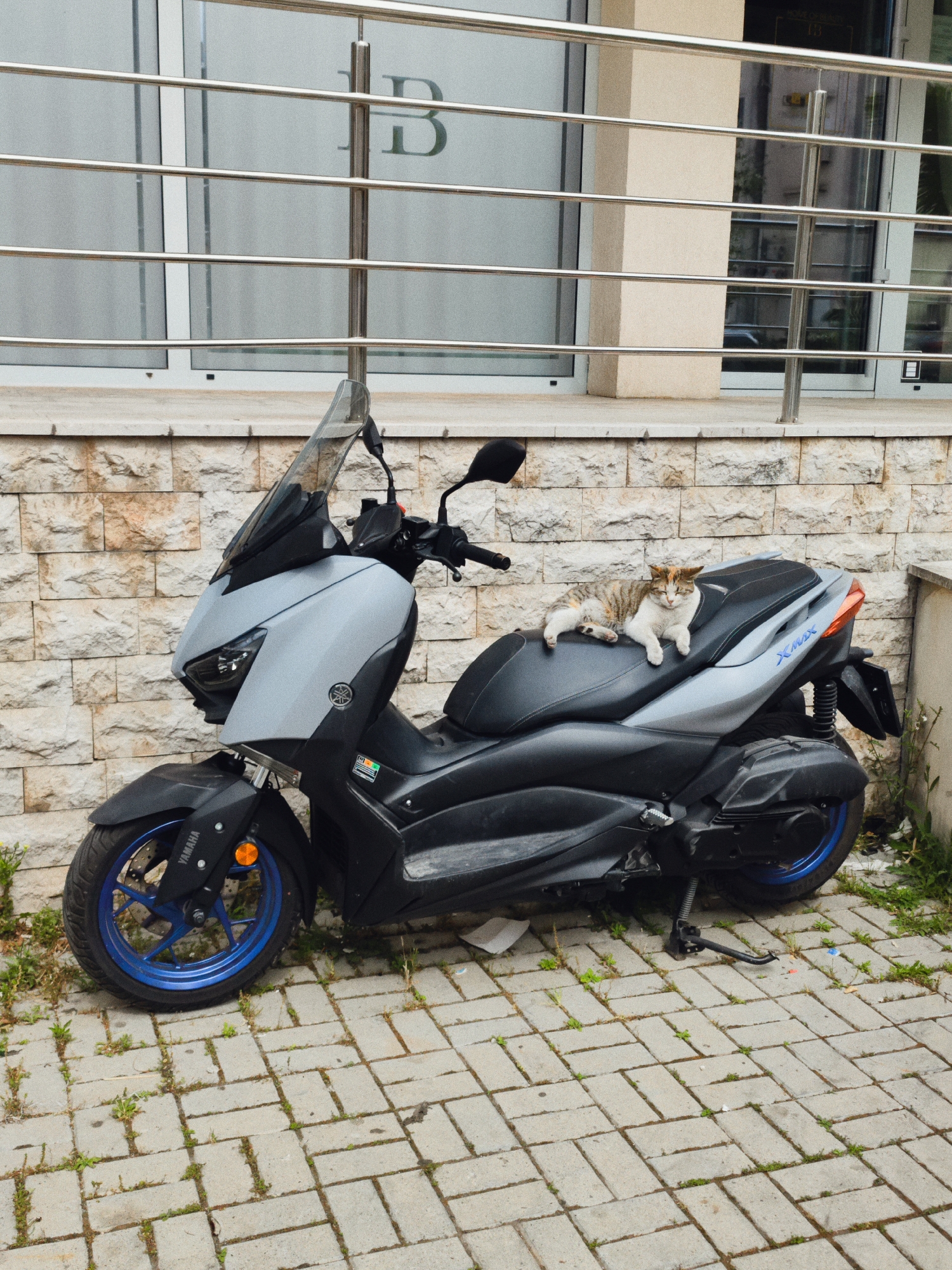 A grey and black Yamaha XMAX scooter is parked on a brick-paved surface near a building in Budva, Montenegro. The scooter has blue rims. A cat is lying on the scooter seat. The building behind the scooter is clad with a stone facade. A metal railing is visible above the stone facade, with a large "B" emblem on the glass behind the railing. Grass and weeds grow between the bricks of the paved surface. The photo is taken during daylight.