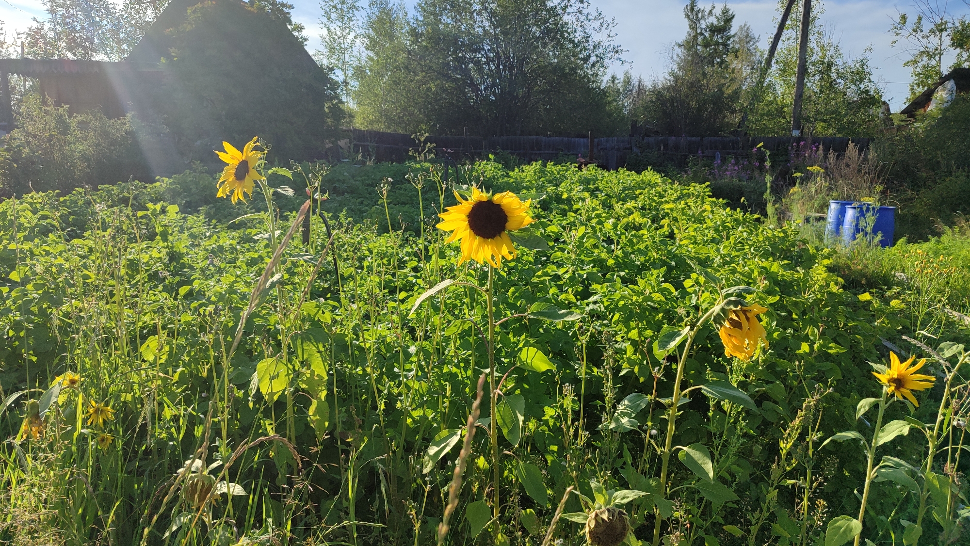 In Mirny, Russia, a sun-drenched garden scene unfolds with a prominent field of lush green foliage, likely potato plants, as evidenced by their broad leaves. Several sunflowers stand tall amidst the greenery, their vibrant yellow petals a stark contrast to the dark centers. One sunflower in the foreground is particularly striking, its bloom fully open and facing the sun. To the right, three bright blue barrels stand arranged in a line, suggesting a water source or storage. The background is a tapestry of trees and a wooden fence, with a hint of a structure peeking through the vegetation on the left. The overall impression is one of a rural idyll, bathed in the warm glow of a summer day.