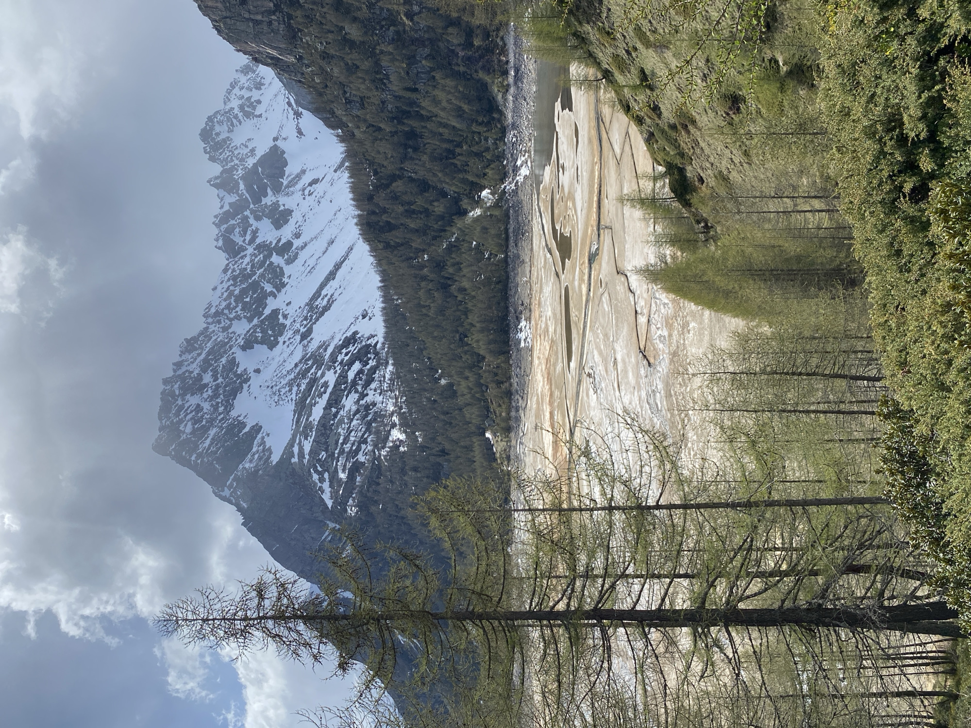 The image depicts a landscape in Baceno, Italy. A snow-capped mountain dominates the left side of the frame, partially obscured by clouds. A forest extends from the base of the mountain. A dry riverbed with light-colored sediment stretches across the center. Trees line both sides of the riverbed. The foreground features tall, slender trees with sparse foliage. A section of dense greenery occupies the right side of the frame. The image suggests a valley setting with varied terrain and vegetation.