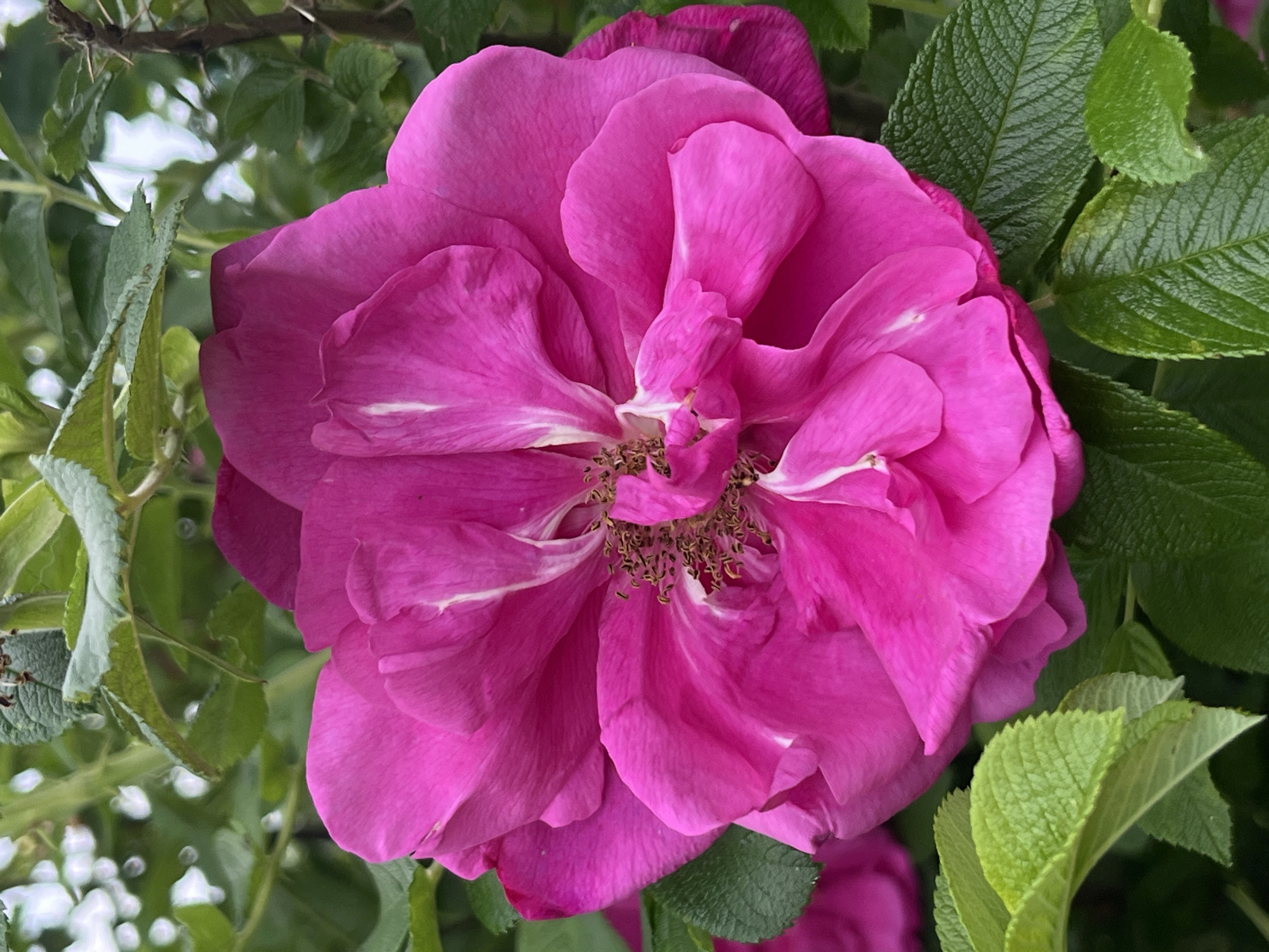 This is a close-up, eye-level, vertical shot of a vibrant pink rose bloom, likely in a garden setting. The rose, with its numerous petals unfurling outwards, is the dominant subject. The center of the bloom reveals stamens and pistils, with some appearing slightly dried. The petals have subtle white streaks and a soft, velvety texture. Surrounding the rose are lush, green leaves of varying sizes and textures, some with serrated edges. The background is a blur of more green foliage and some bright white light, suggesting an outdoor, possibly sunny, environment. There is no indication of human presence or activity. The image captures the natural beauty of the flower and its surrounding plant life. This image does not contain any information that would allow it to be located in Nizhny Tagil, Russia.