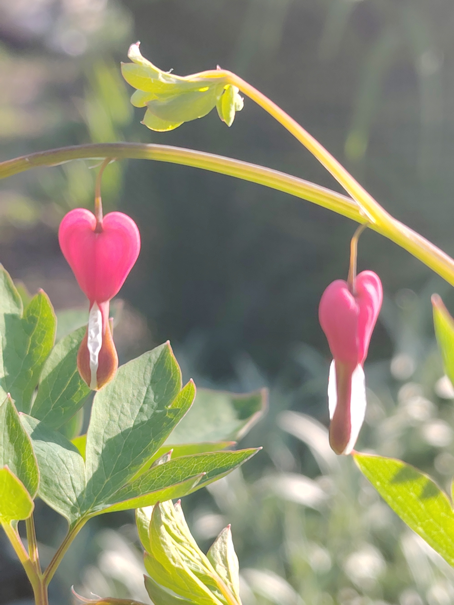 The image displays two pink, heart-shaped bleeding heart flowers hanging from a thin, arching stem. The flowers are in focus, with the larger one on the left showing a white inner petal protruding from its lower half, and the smaller one on the right also exhibiting a white inner structure. Vibrant green leaves are positioned at the bottom and sides of the frame, some curled upwards. The background is softly blurred, with muted green and gray tones suggesting an outdoor, possibly garden, setting with dappled sunlight. The scene appears to be located in Unknown, Unknown.