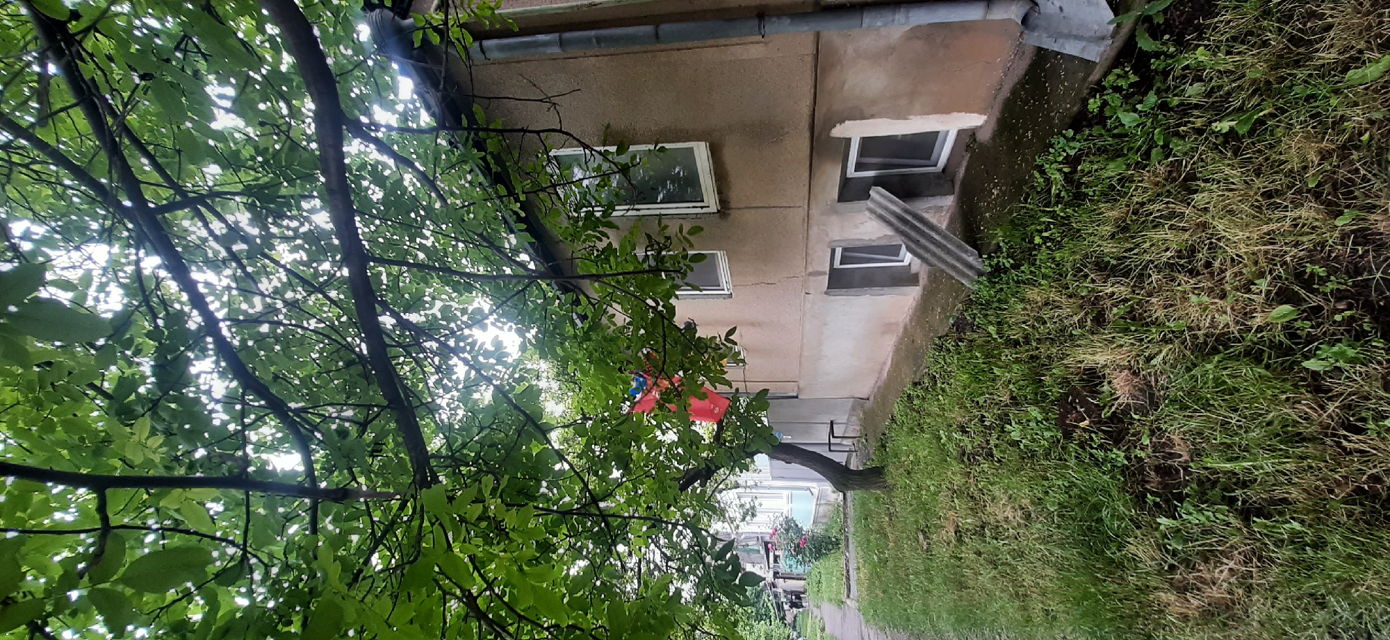 The image depicts a residential building in Yessentukskaya, Russia, with a tree in the foreground. The building is a two-story structure with a beige-colored facade. There are several windows on the upper floor and two smaller windows on the ground floor, which appear to be basement windows. A grey downspout is visible on the right side of the building. A piece of corrugated roofing material leans against the building near the basement windows. In front of the building, there is a grassy area with uneven terrain and some patches of dry grass. A tree with lush green leaves partially obstructs the view of the building, and a red flag with blue and yellow elements is visible hanging from one of its branches. To the left of the building, a sidewalk runs alongside the grassy area, and further down the street, other residential buildings and some pink roses are visible. The sky is overcast, suggesting a cloudy day.