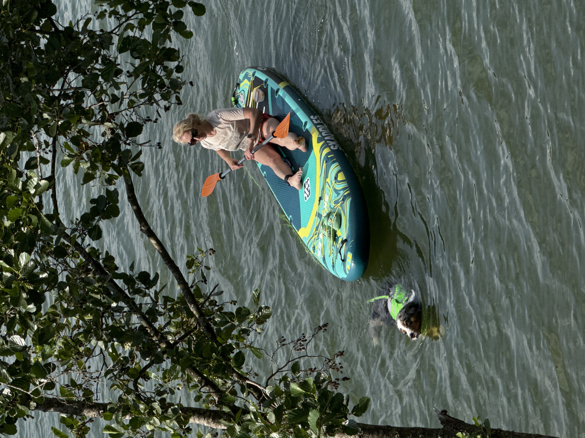 A woman with blonde hair, wearing sunglasses and a light-colored t-shirt with red and white striped shorts, is paddleboarding on a body of water. She is holding an orange paddle. Next to the paddleboard, a dog wearing a green life jacket is swimming. The water is rippled, and a tree with green leaves and small dark berries is in the foreground, partially obscuring the scene. The location is the city of Priladozhskoe, Russia.