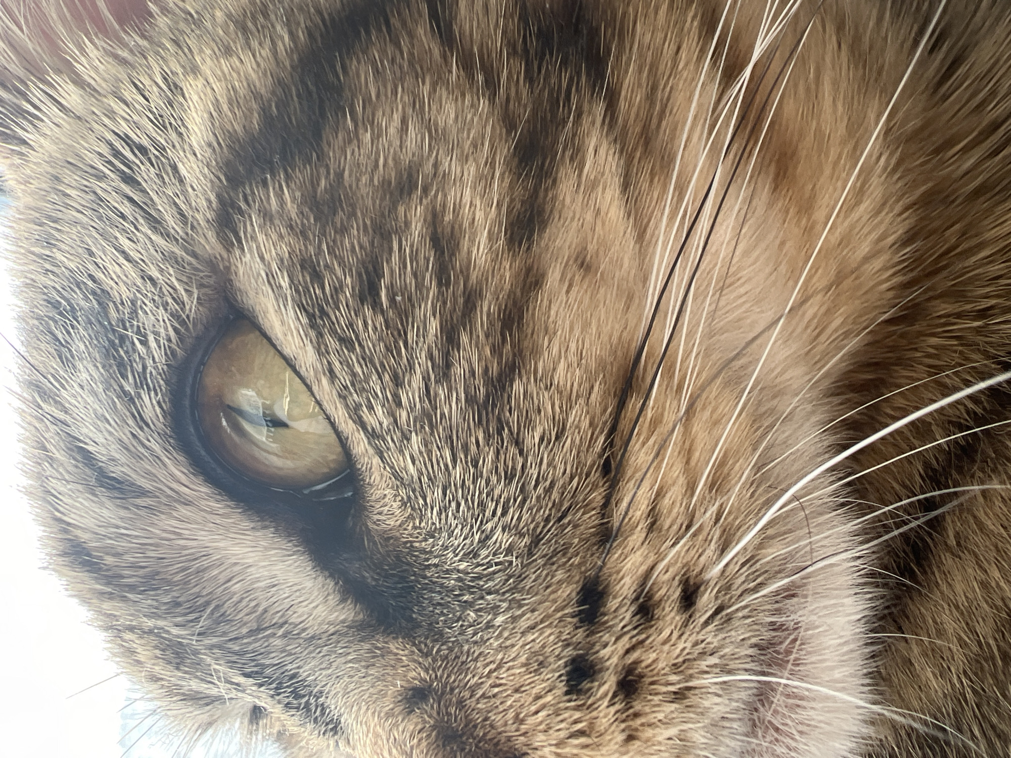 The image presents a forensic close-up of the right side of a domestic tabby cat's head, located in Izhevsk, Russia. The cat's fur displays a pattern of brown, black, and lighter golden-brown stripes and patches. A prominent amber-colored eye with a vertically slit pupil occupies the upper-center of the frame, showing reflections of an undefined light source or structure. Multiple white and some darker whiskers extend laterally from the cat's muzzle. The immediate environment consists of a uniformly bright, out-of-focus background, suggesting proximity to a light source or a plain surface. No other subjects, objects, or actions are identifiable within the scene.
